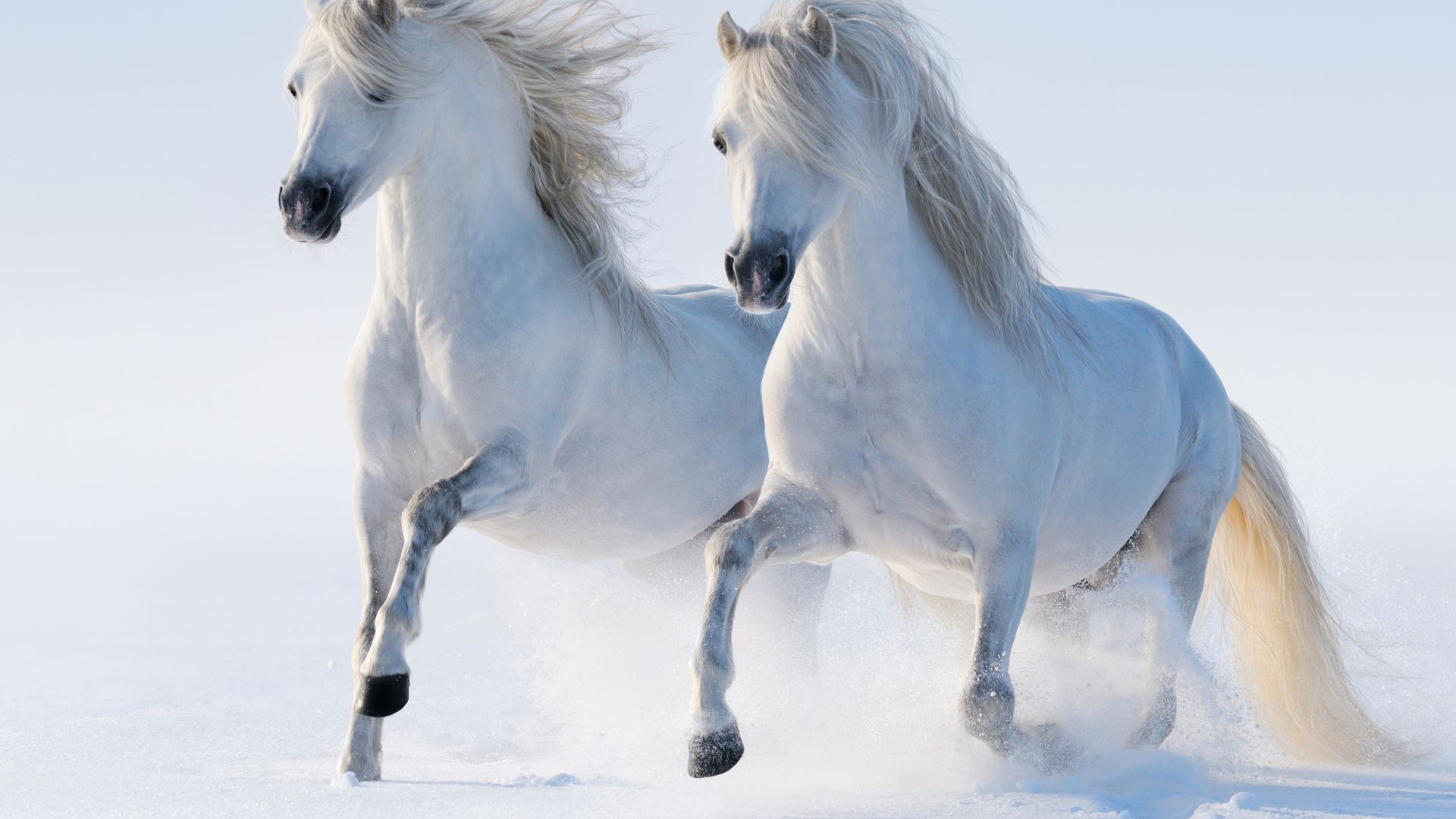 лошади, horses, cute animals, snow, winter, 5k (horizontal)