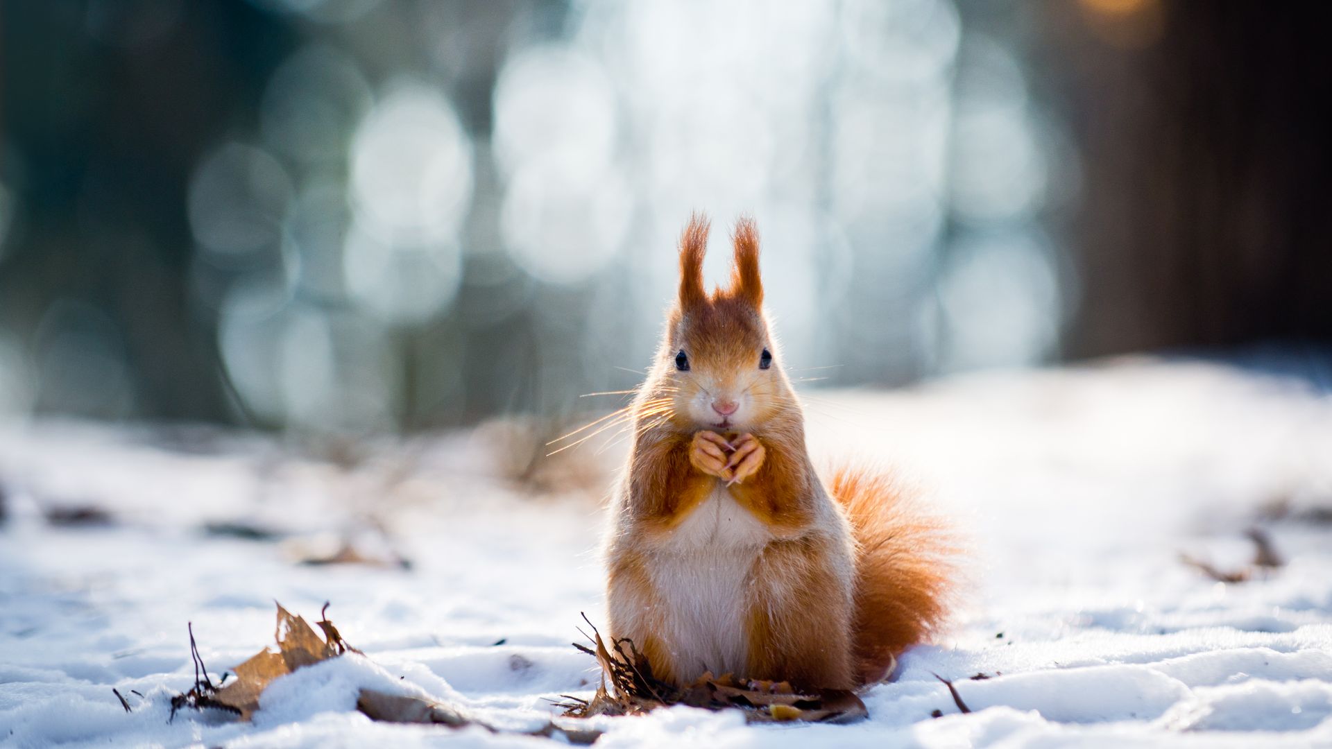 белка, squirrel, cute animals, snow, winter, 4k (horizontal)