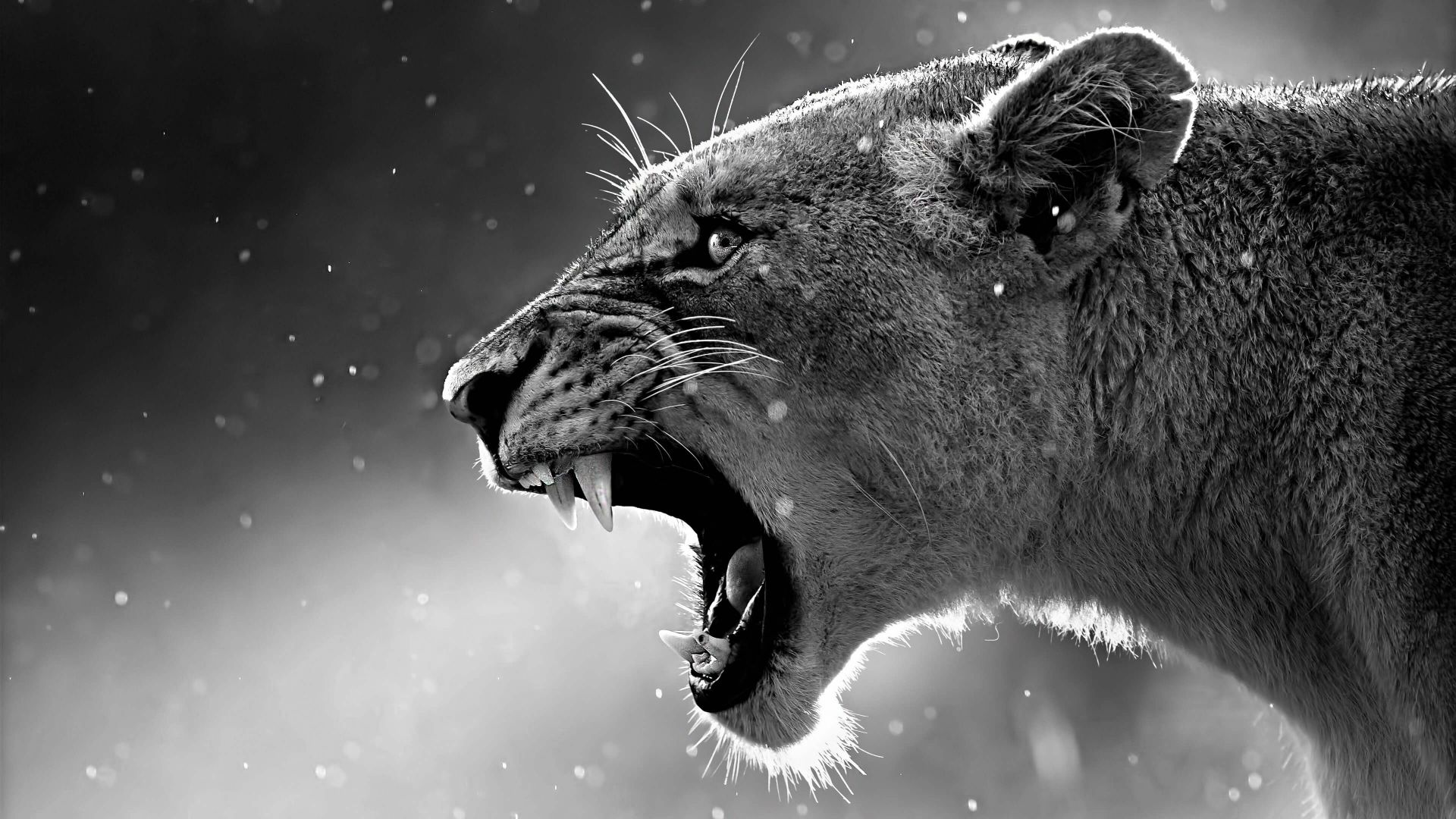 лев, lion, roaring, 4k (horizontal)