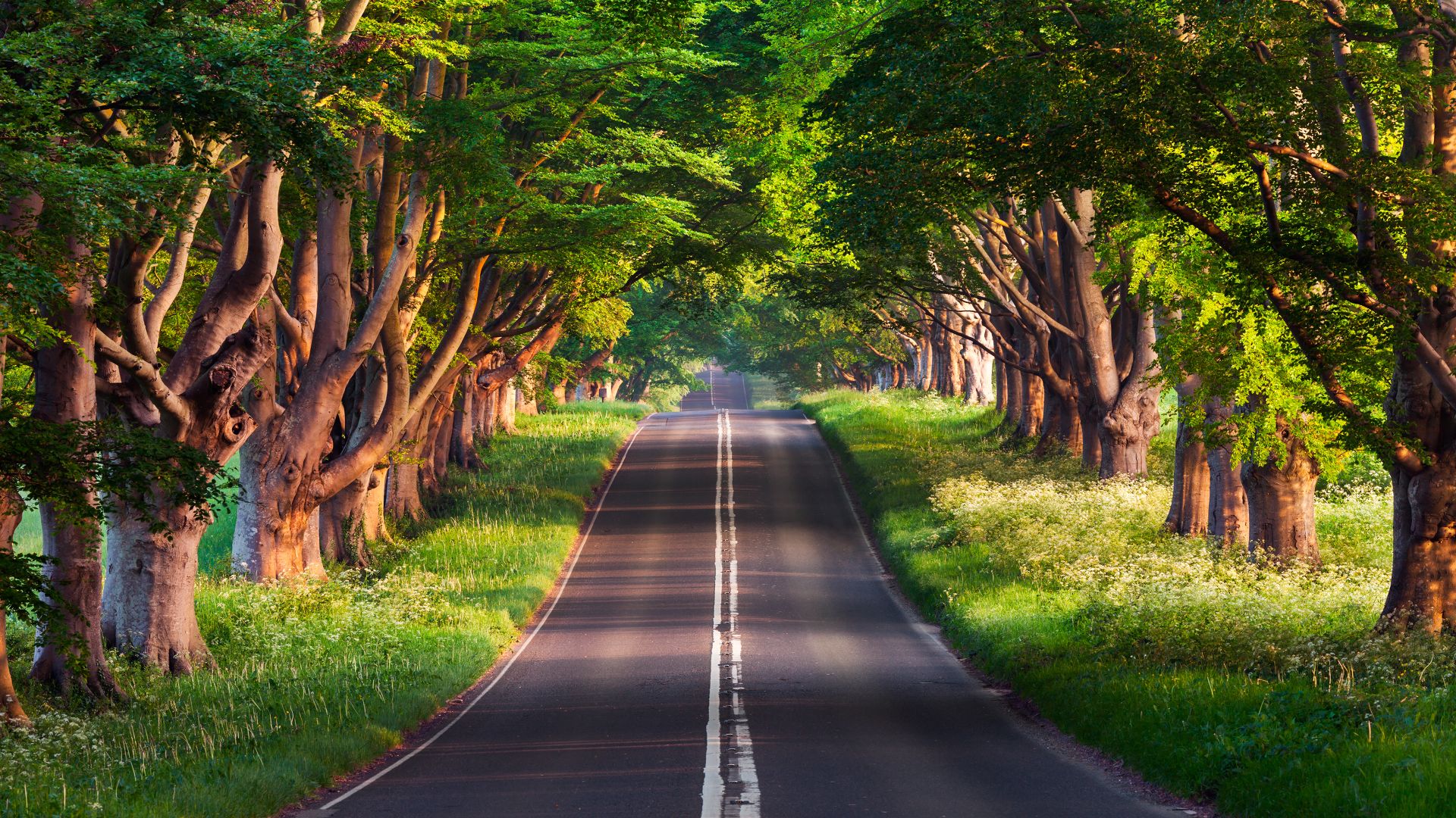 дорога, деревья, road, trees, summer, 4k (horizontal)