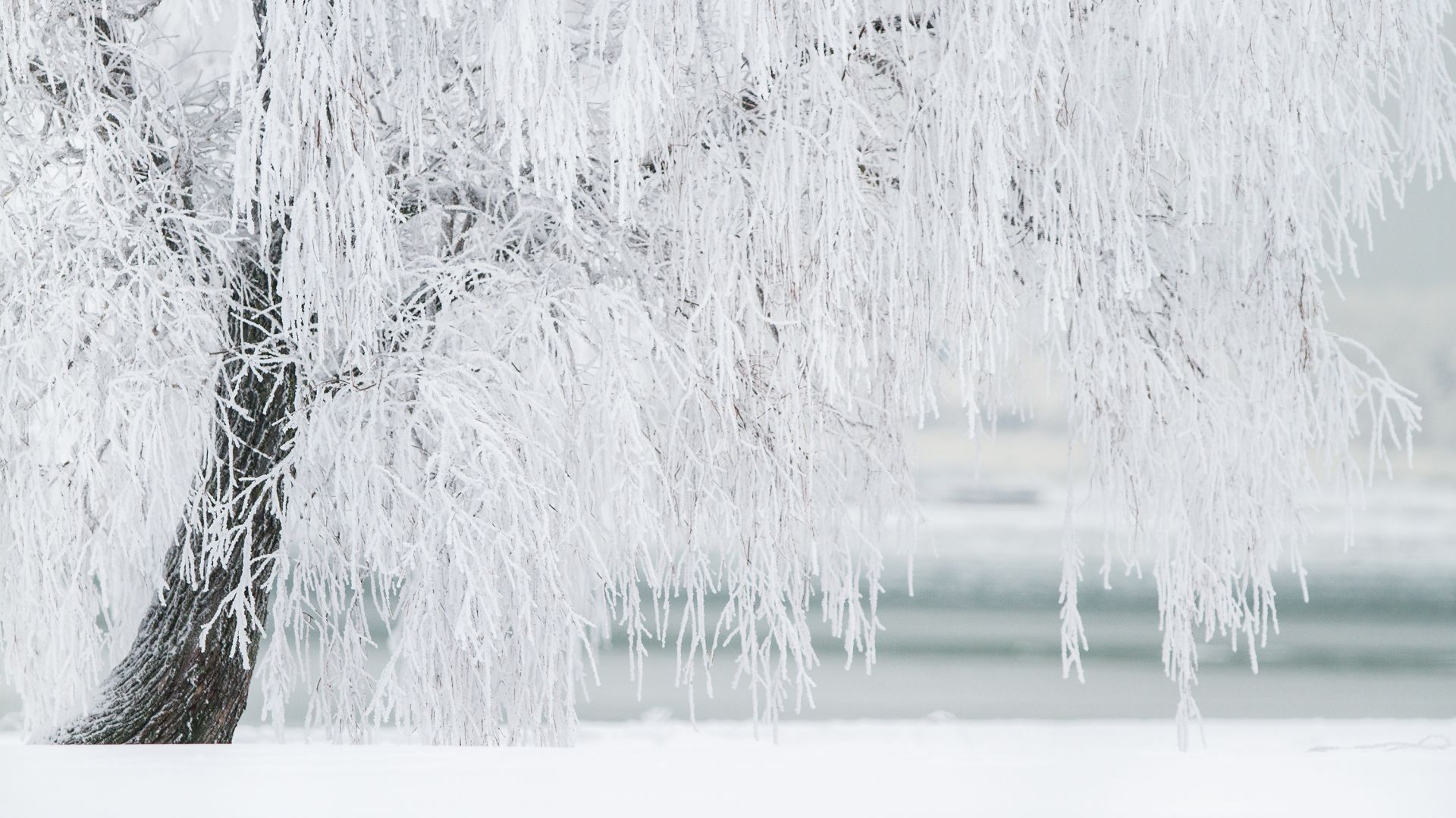 зима, tree, snow, winter, 4k (horizontal)
