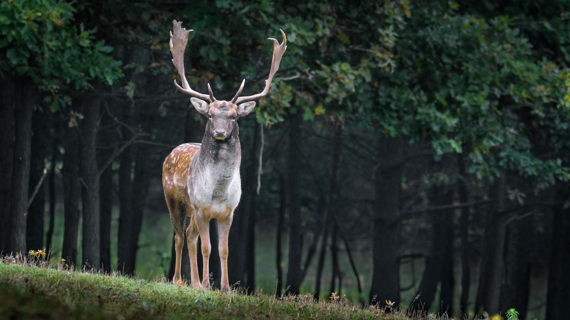 олень, deer, cute animals, forest, 5k (horizontal)