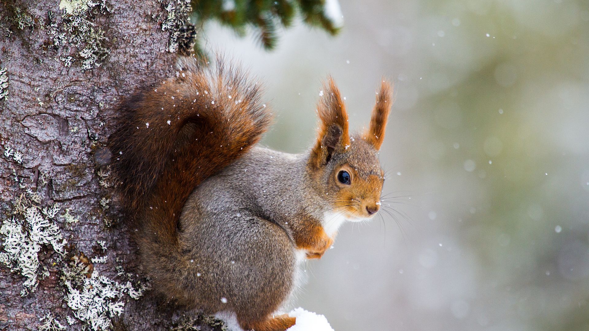 белка, squirrel, cute animals, winter, 5k (horizontal)