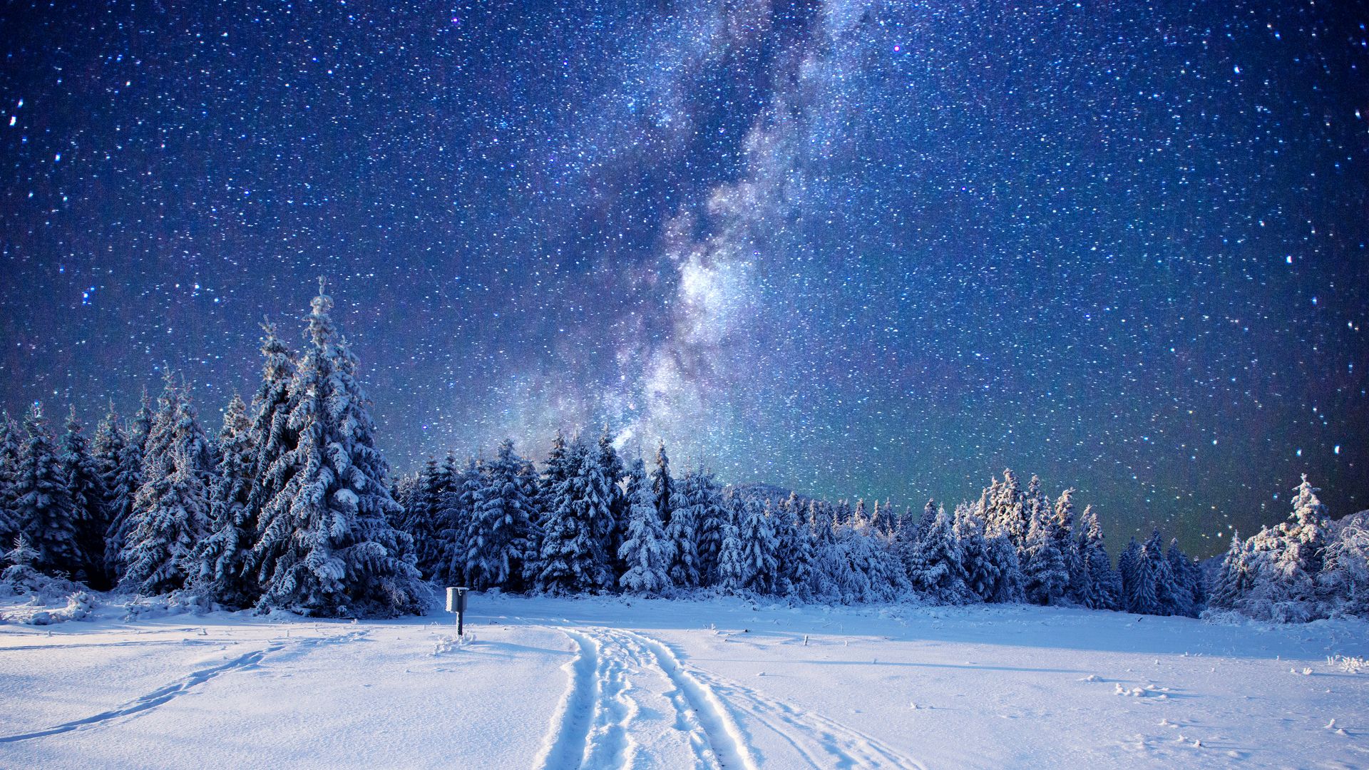 лес, зима, forest, snow, winter, sky, stars, night, 5k (horizontal)