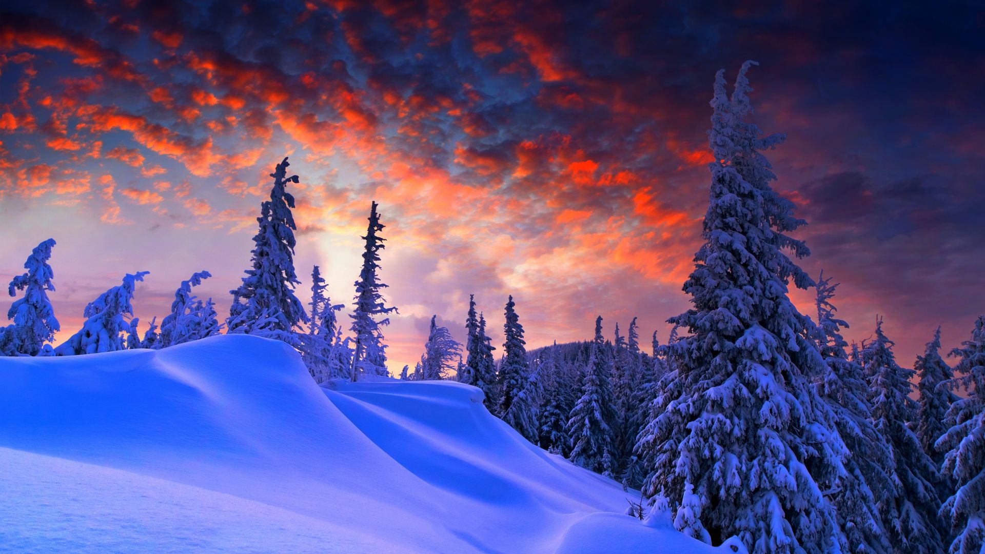 лес, зима, forest, snow, winter, sunrise, clouds, 8k (horizontal)