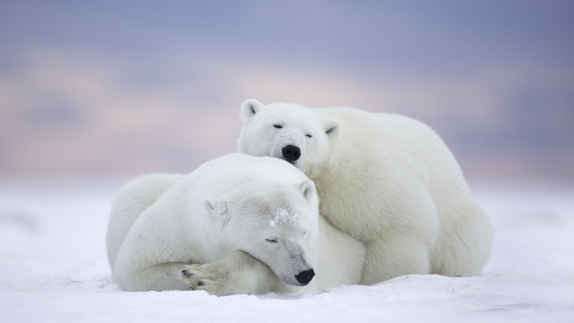 полярные медведи, polar bears, cute animals, winter, 5k (horizontal)