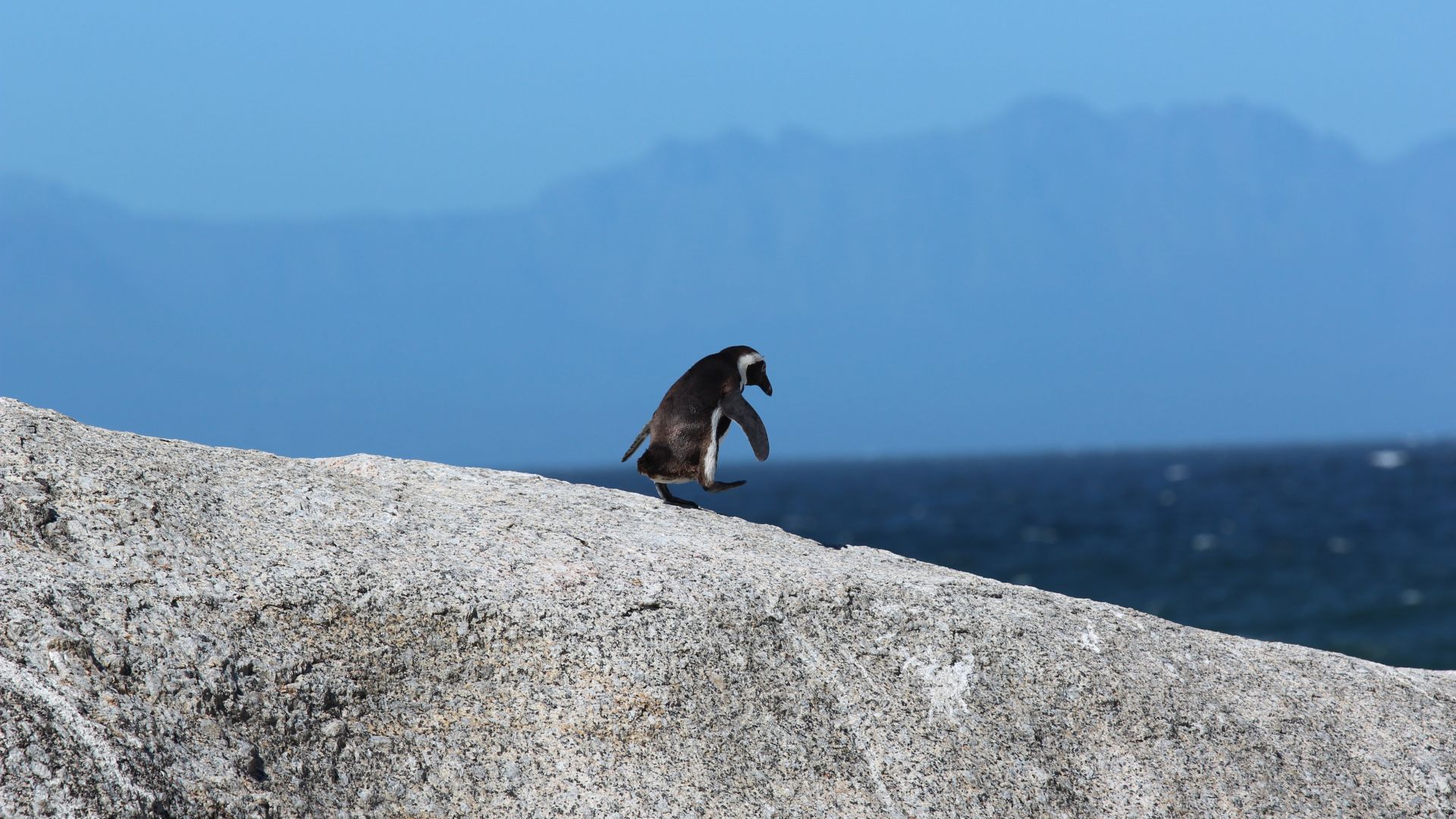 пингвин, penguin, 5k (horizontal)