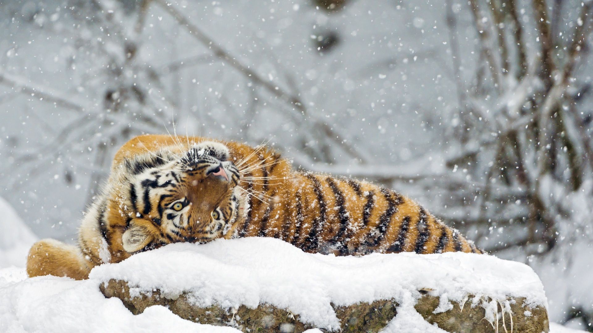 тигр, tiger, cute animals, snow, winter, 4k (horizontal)