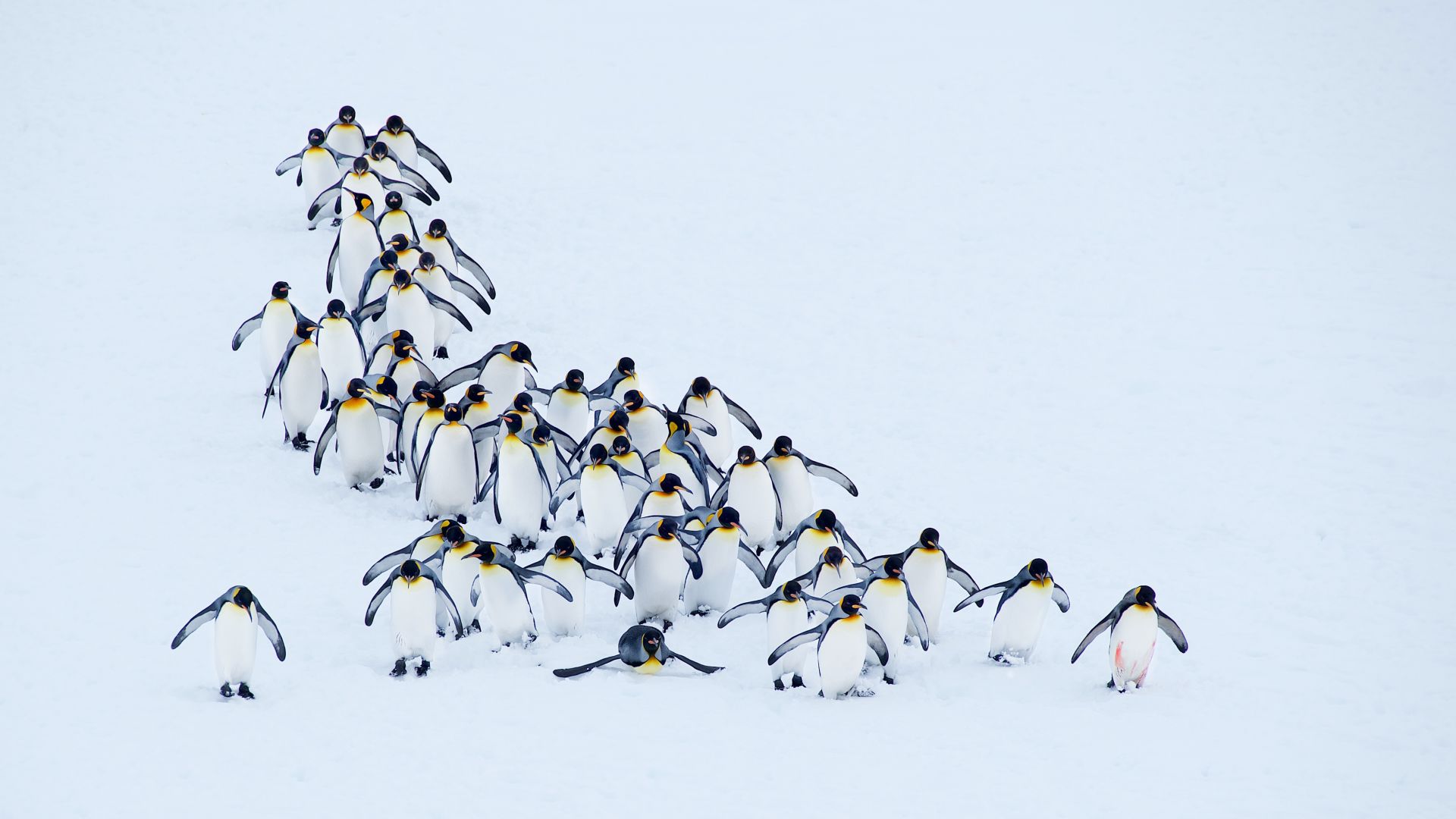 пингвины, penguins, snow, winter, 4k (horizontal)