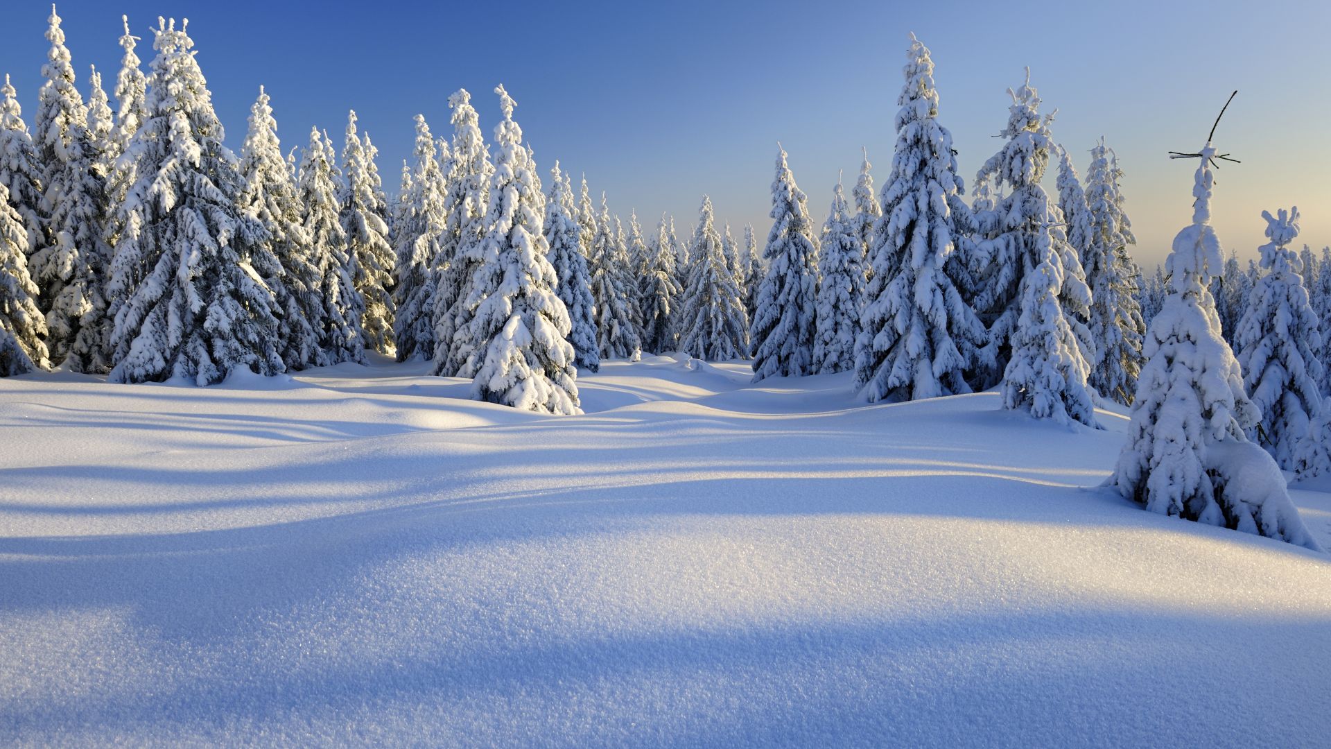 лес, снег, зима, forest, trees, snow, winter, 5k (horizontal)