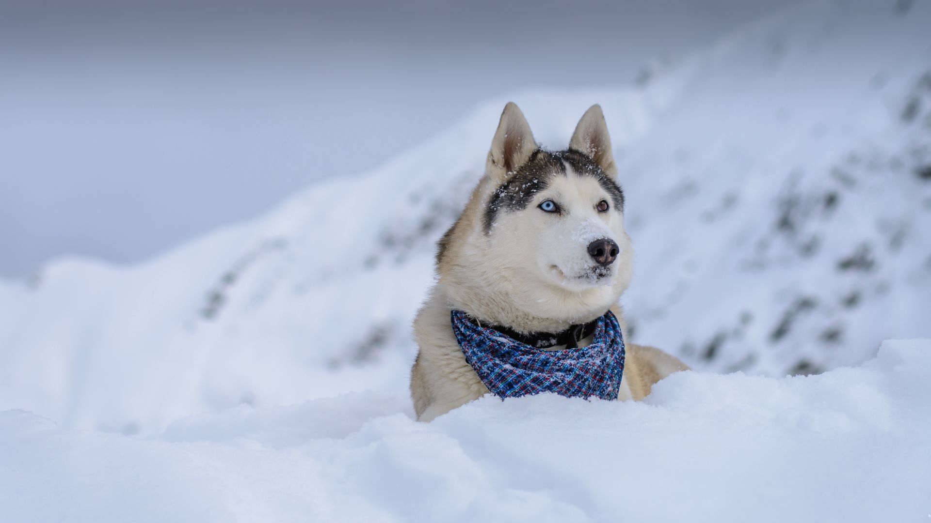 собака, dog, husky, cute animals, snow, winter, 5k (horizontal)
