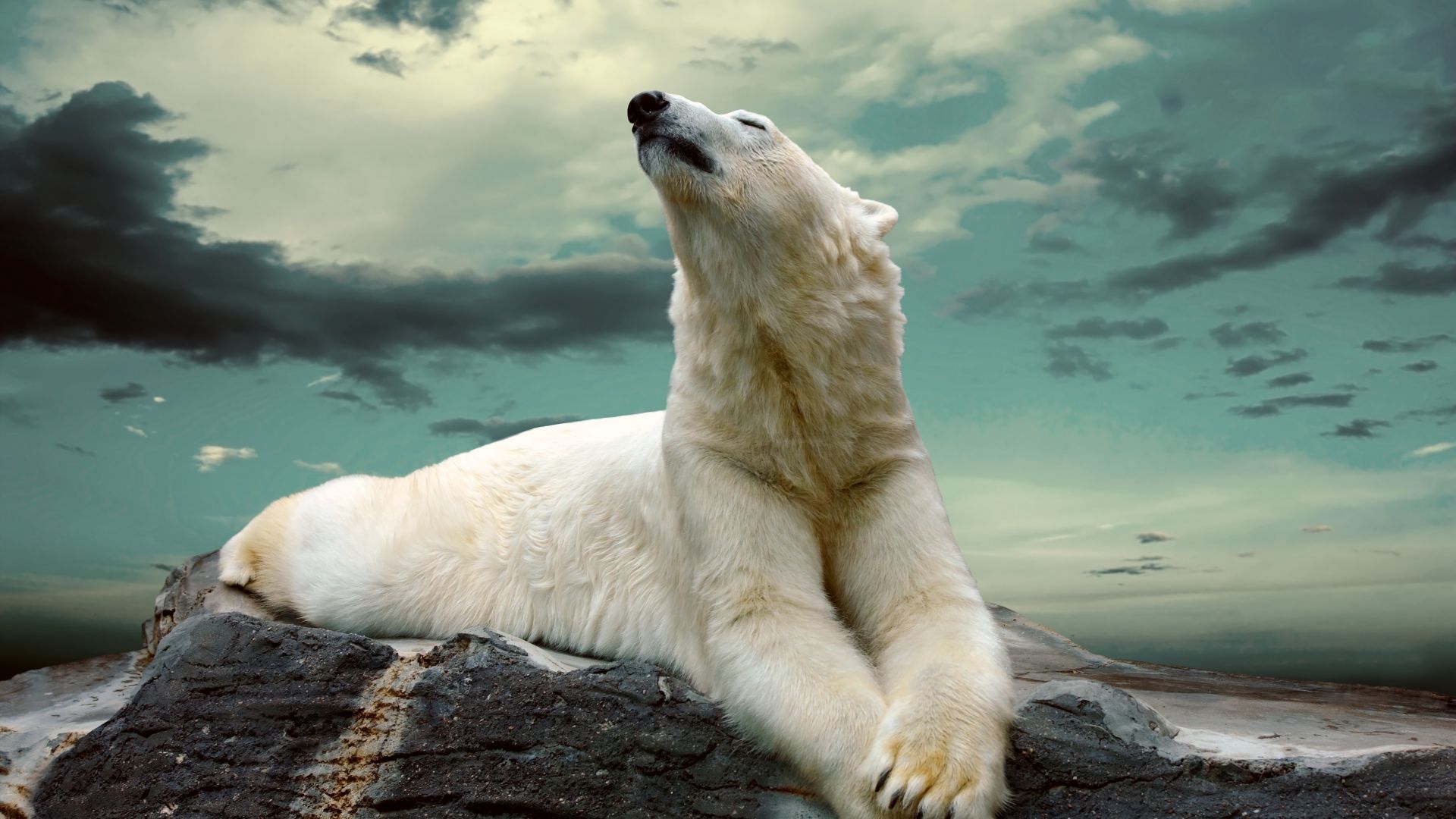Полярный медведь, polar bear, cute animals, sky, clouds, 8k (horizontal)