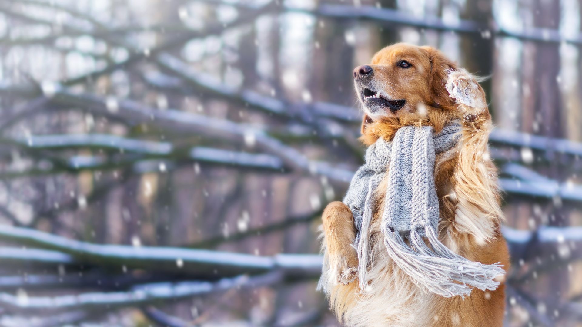 собака, dog, cute animals, snow, winter, 4k (horizontal)