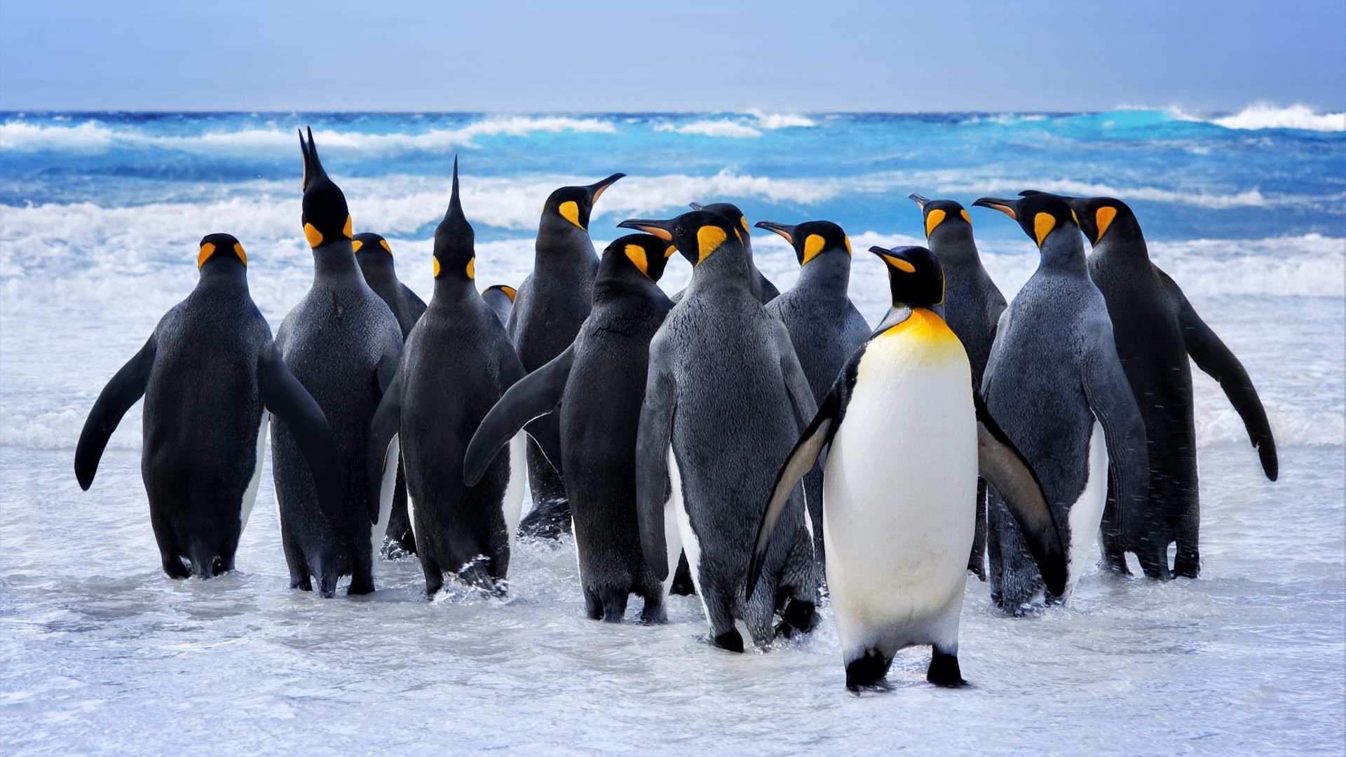 пингвины, penguins, ocean, 8k (horizontal)