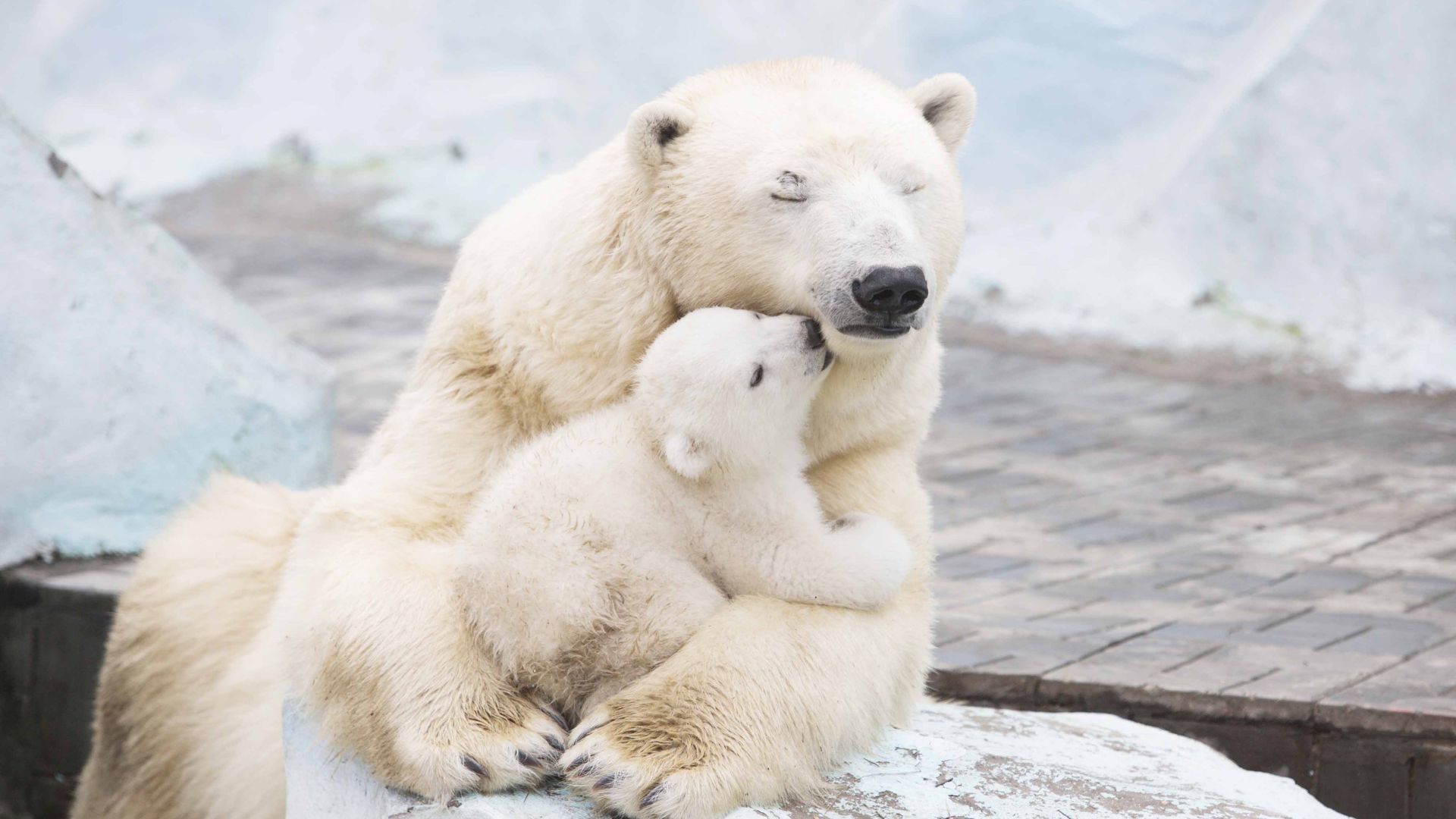 полярные медведи, polar bears, cute animals, 4k (horizontal)