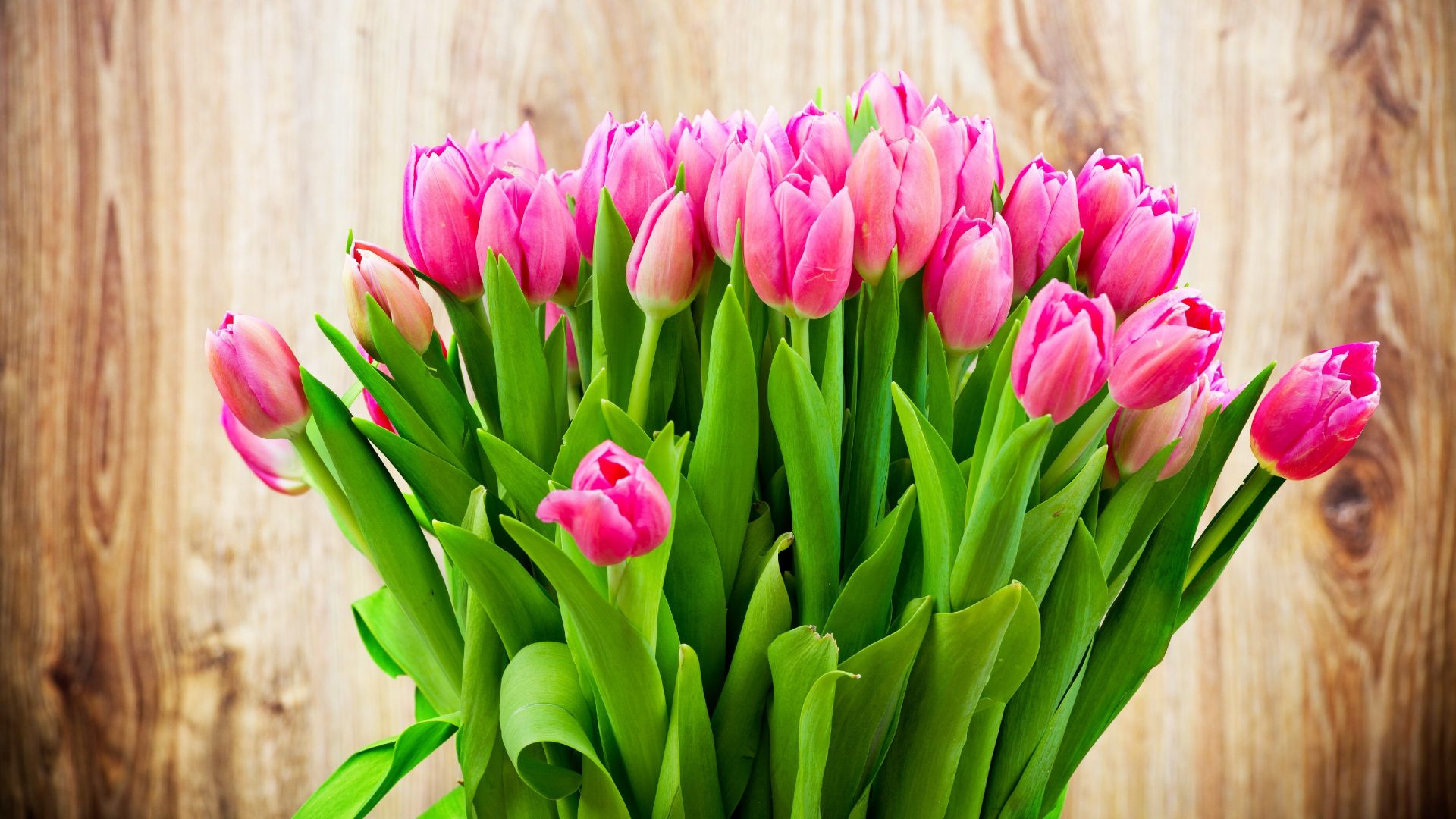 цветы, тюльпаны, flowers, tulips, 4k (horizontal)