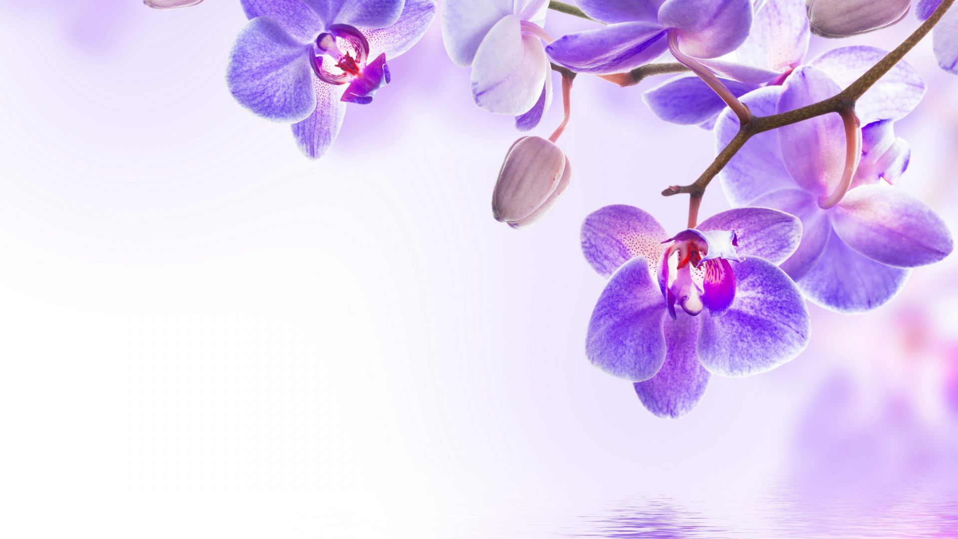цветок, orchid, flower, 4k (horizontal)