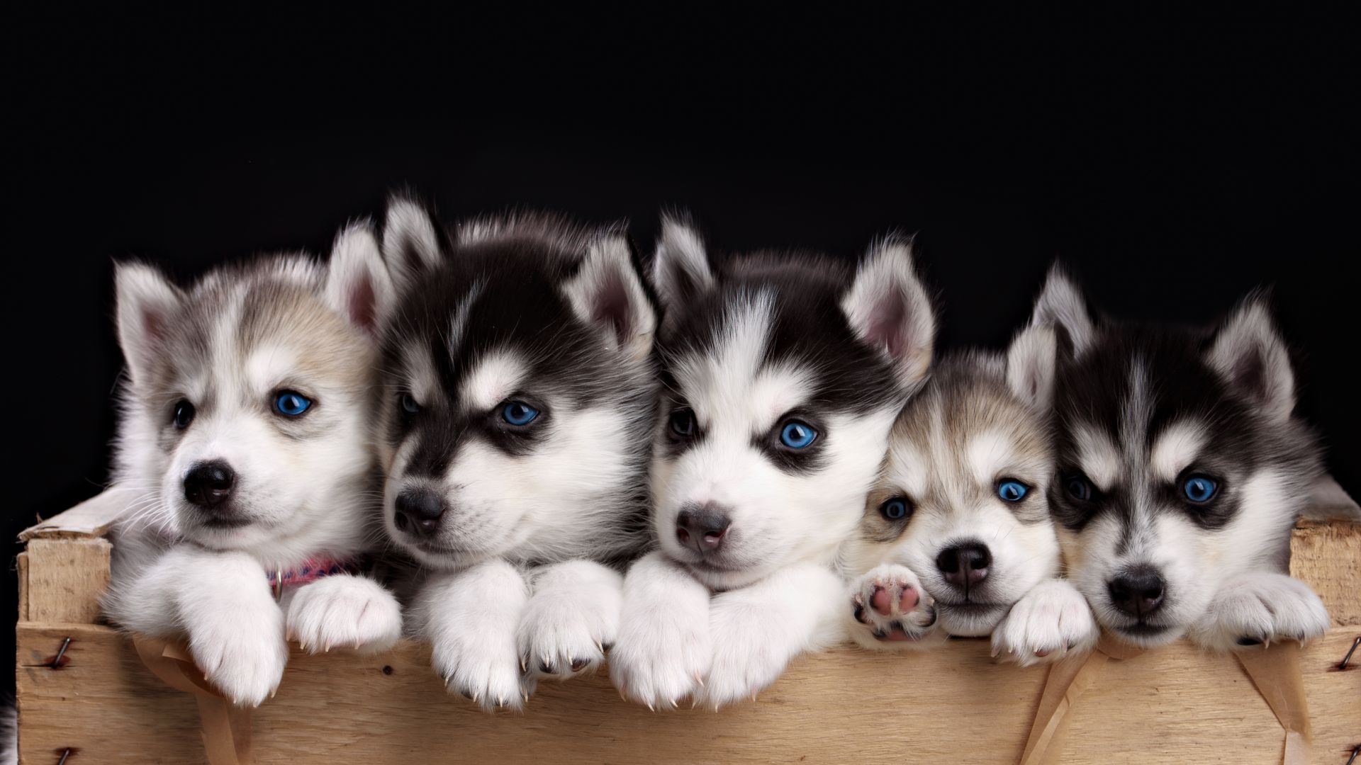 хаски, Husky, puppy, cute animals, 4k (horizontal)