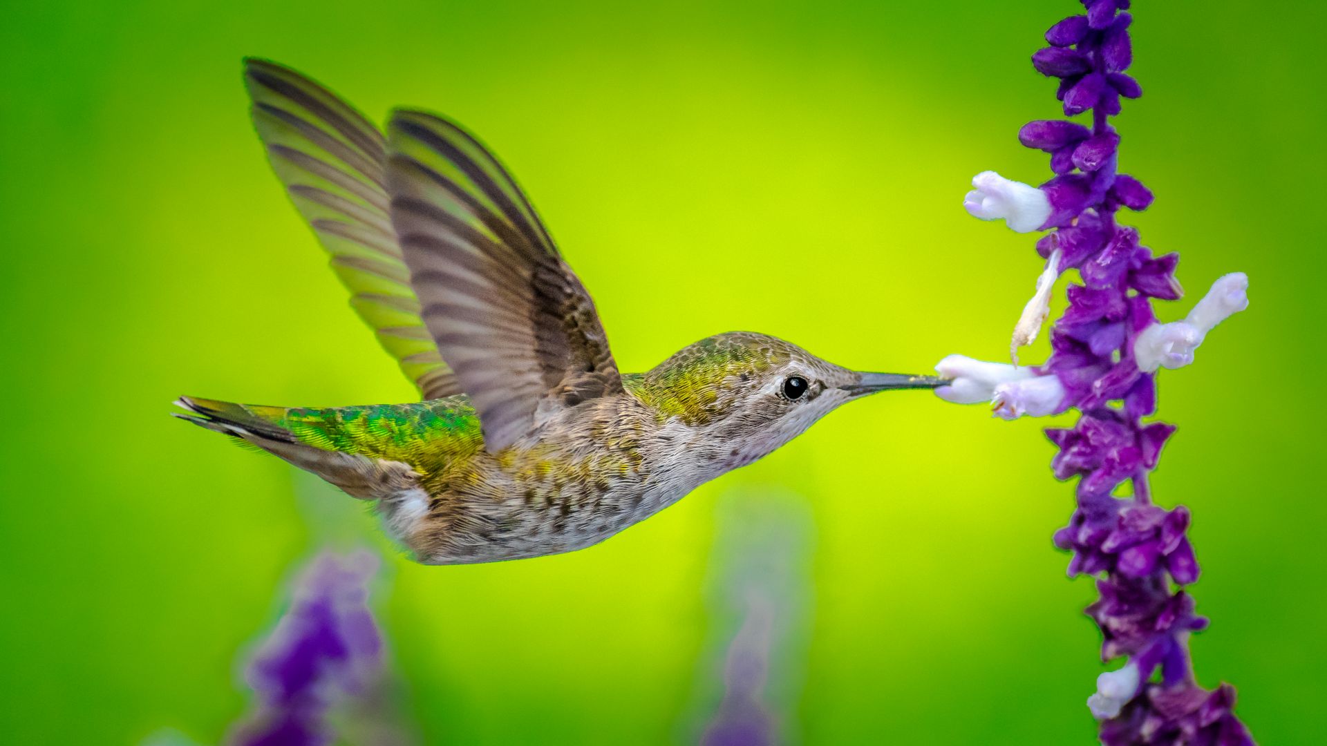 птица, Hummingbird, bird, flower, 5k (horizontal)