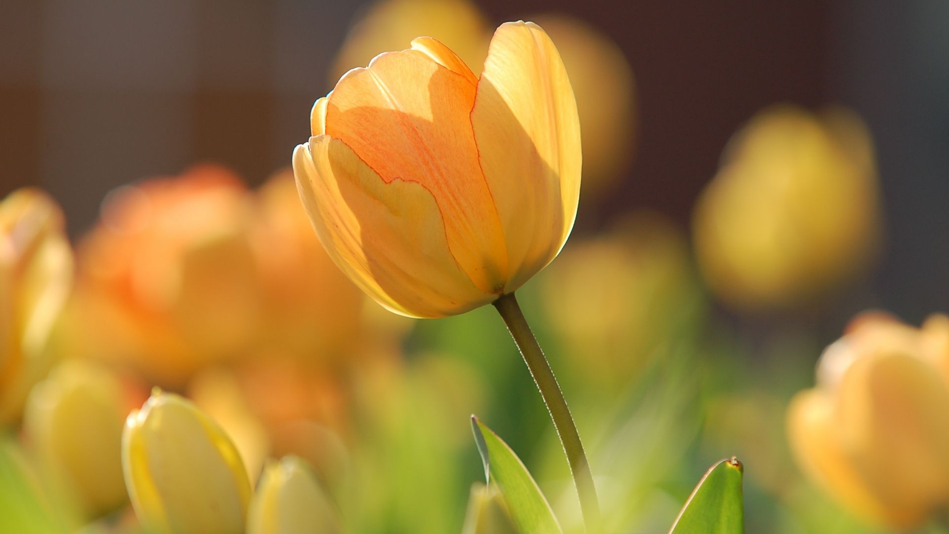 цветы, flowers, tulips, yellow, spring, HD (horizontal)