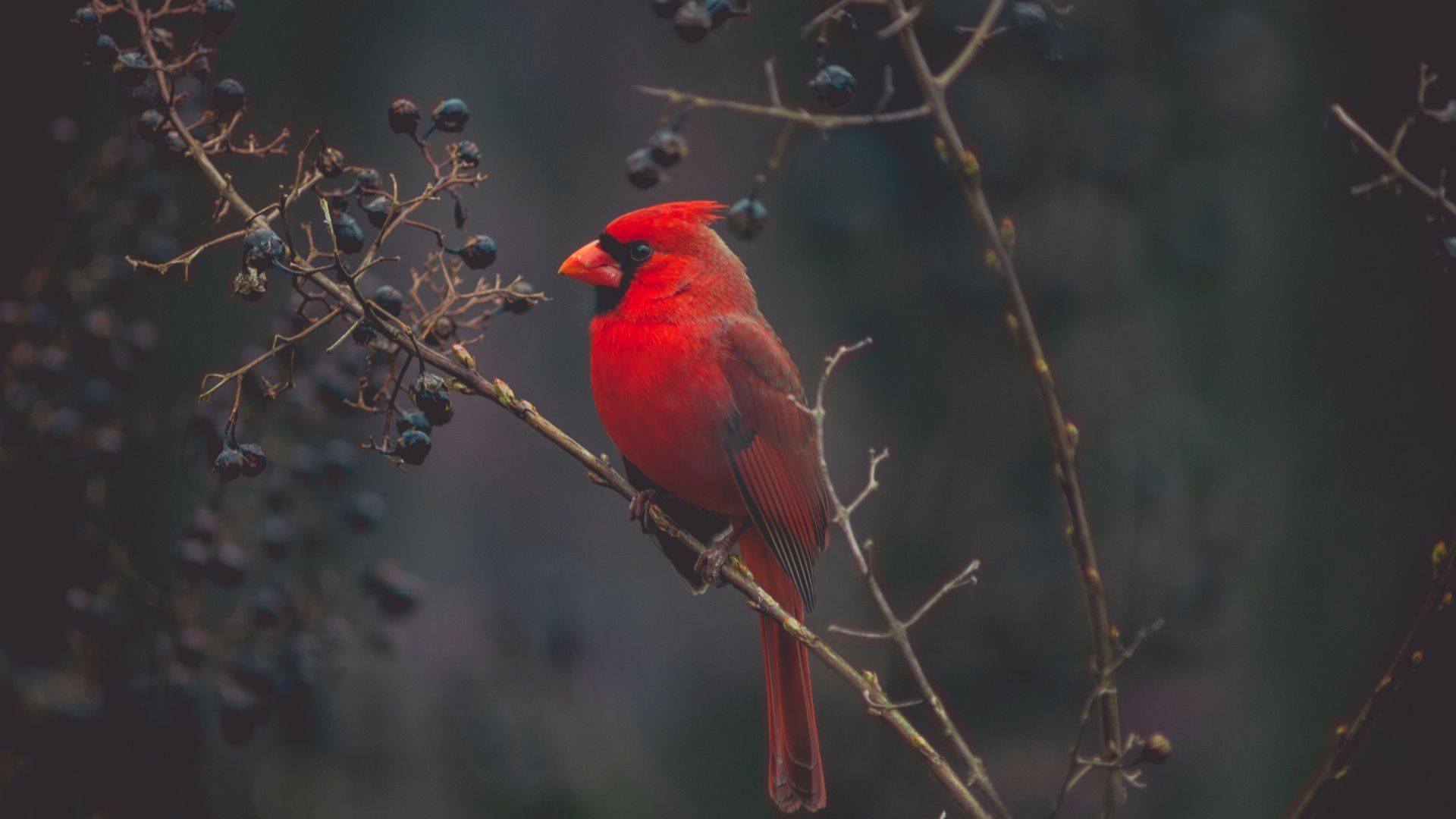 птицы, птица, Cardinal, Red bird, bird, 4K (horizontal)