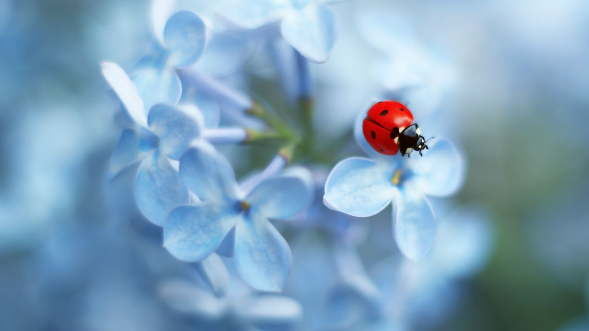 Божья коровка, Ladybug, flower, 4K (horizontal)