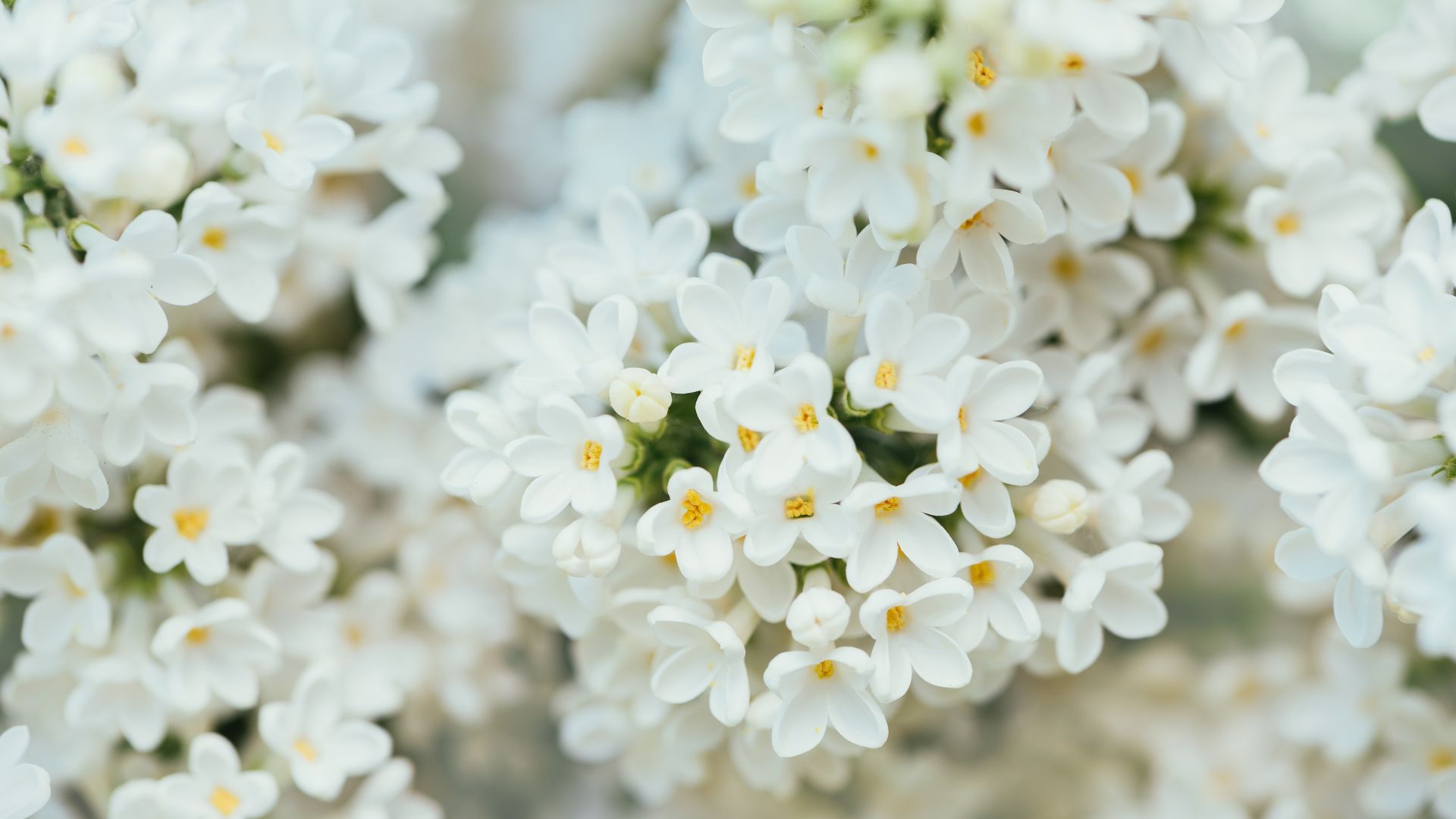 Белые цветы, White Flower, spring, 4K, 7K (horizontal)