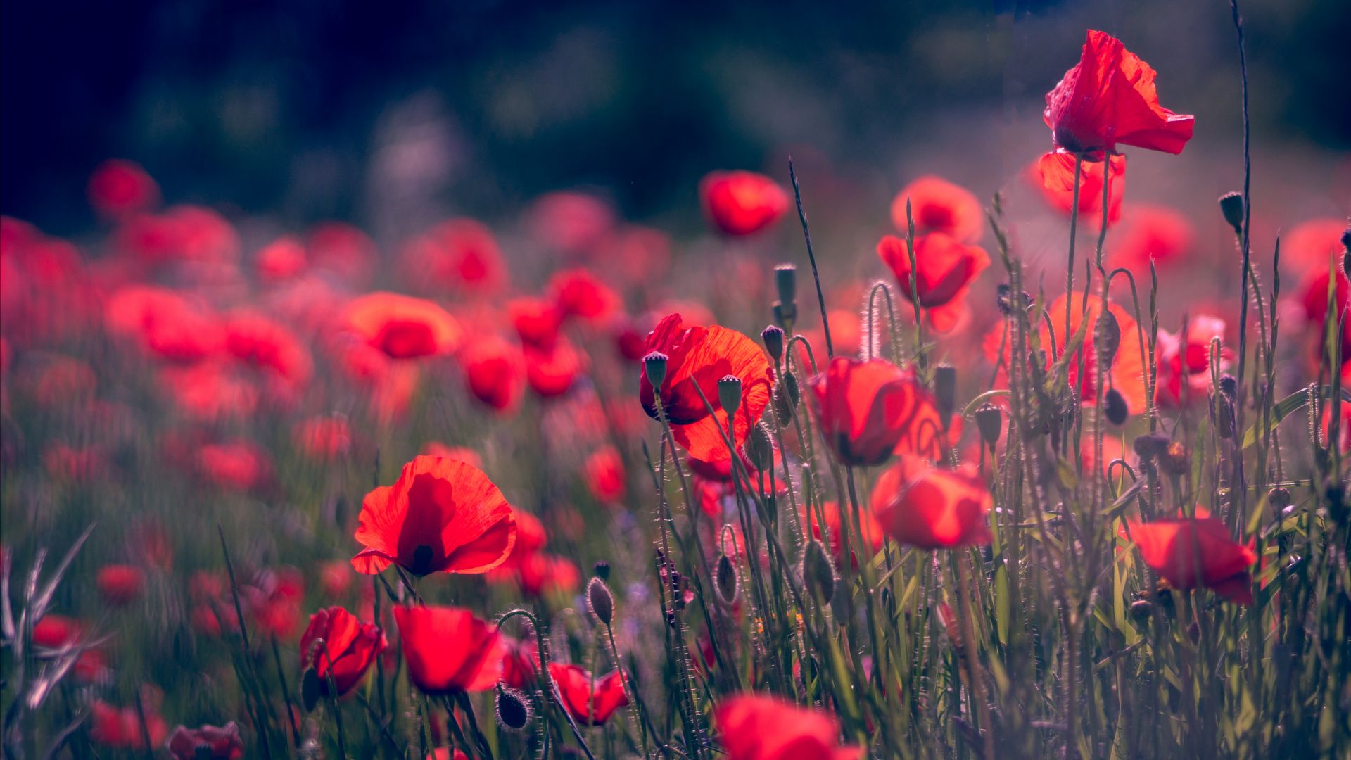 Маки, красные цветы, Poppy, Red Flower, Summer, 4K, 5K (horizontal)