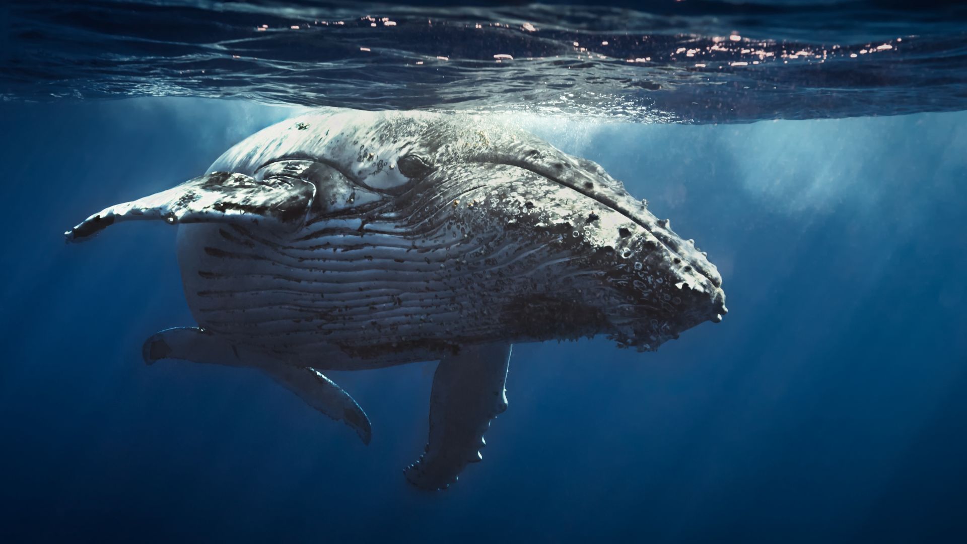 Кит, Underwater, Whale, 4K (horizontal)