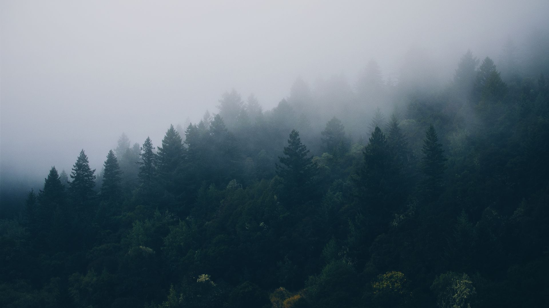 Скандинавия, лес, Scandinavia, fog, 4K (horizontal)