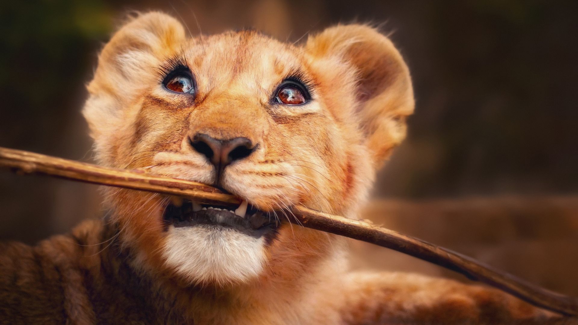 Львенок, Lion, funny animals, 4K (horizontal)