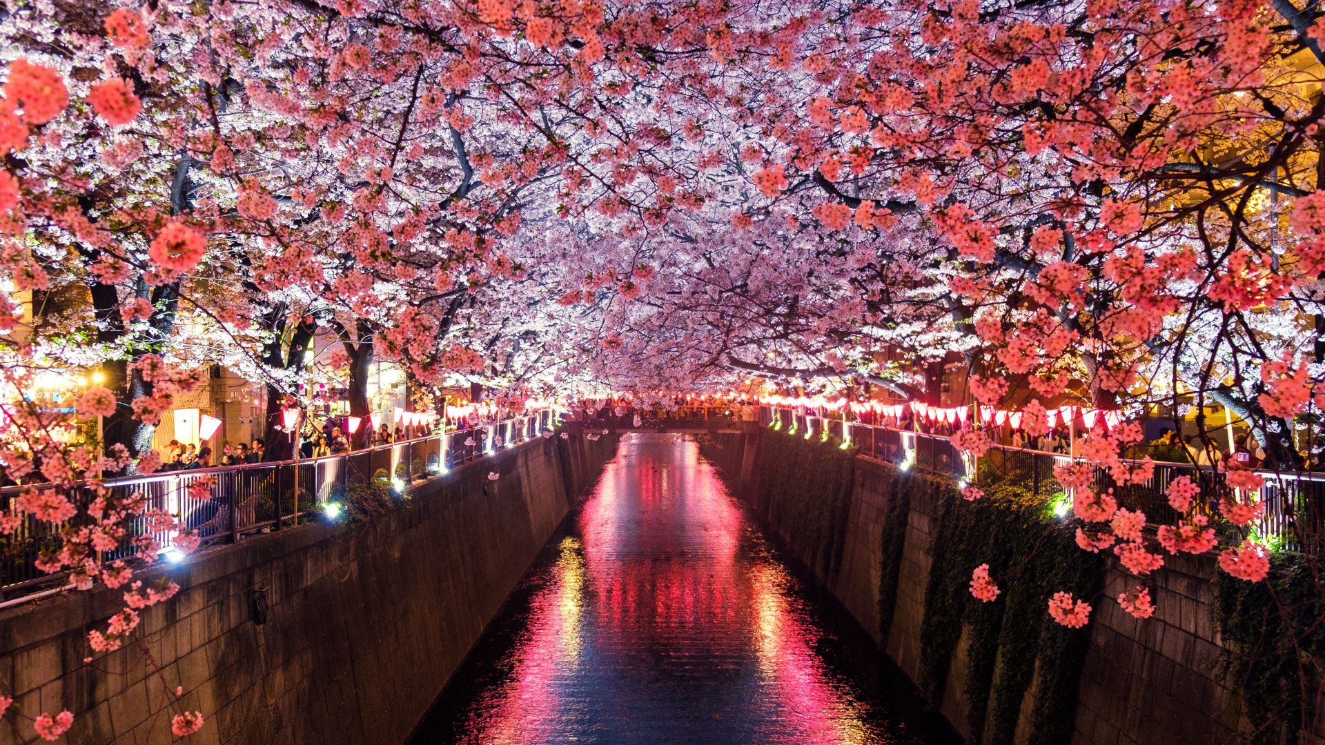 Сакура, Sakura, Spring, 5K (horizontal)