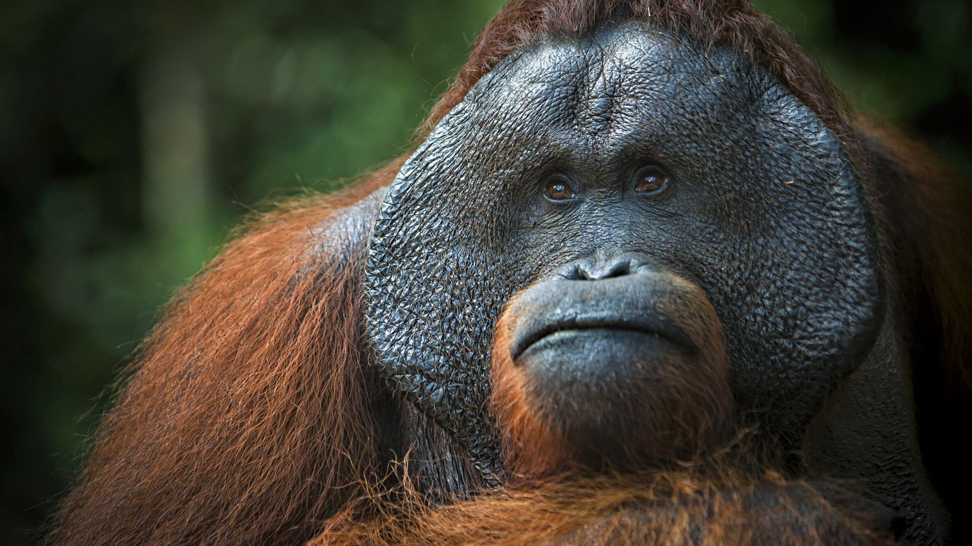 Орангутанг, Orangutan, brown, 4K (horizontal)