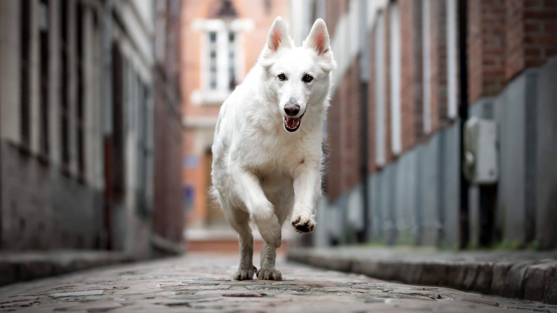 Berger Blanc Suisse, dog, white, 4K (horizontal)