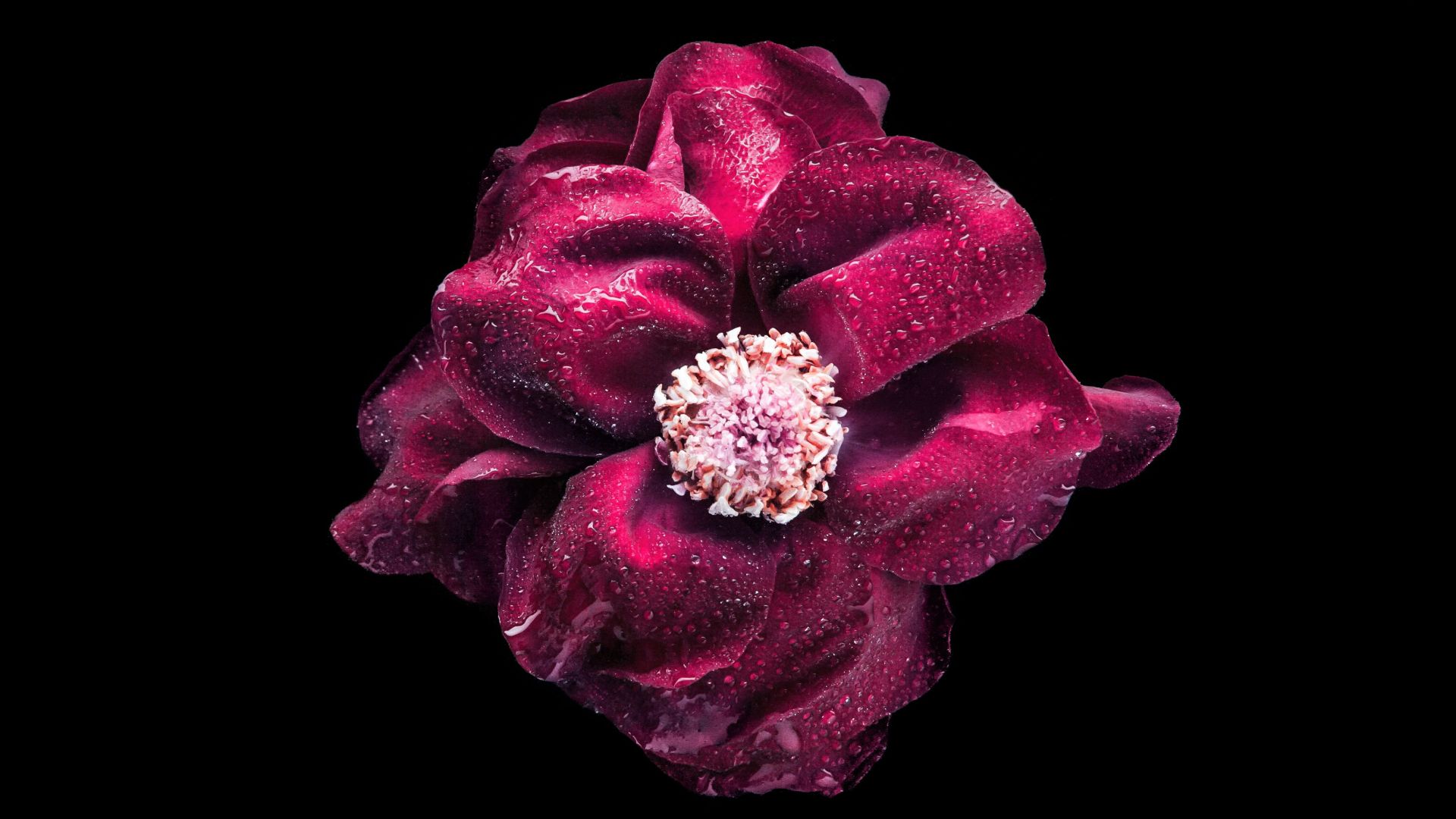 цветок, flower, purple, 4K (horizontal)