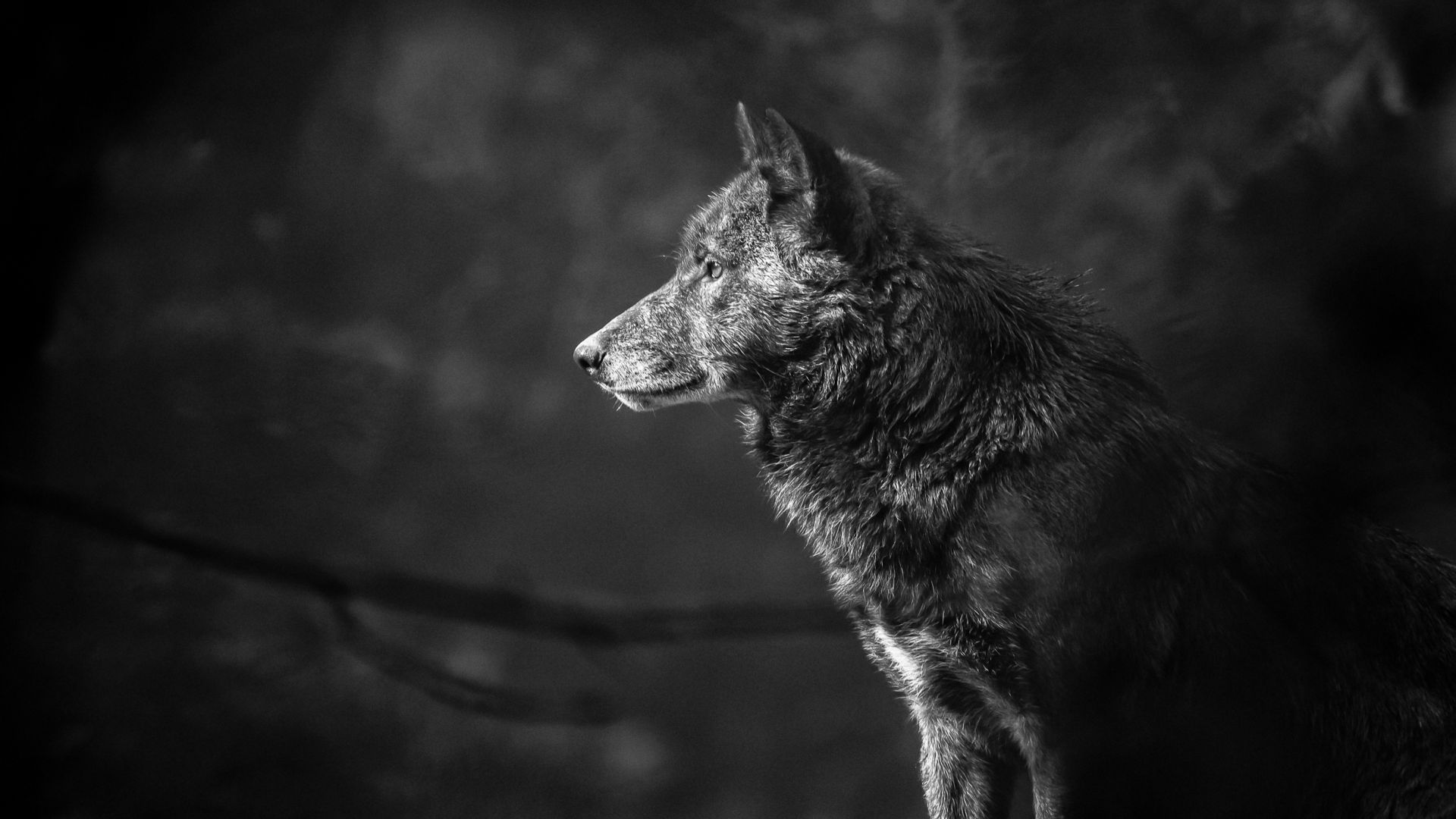 Волк, Wolf, black, 4K (horizontal)