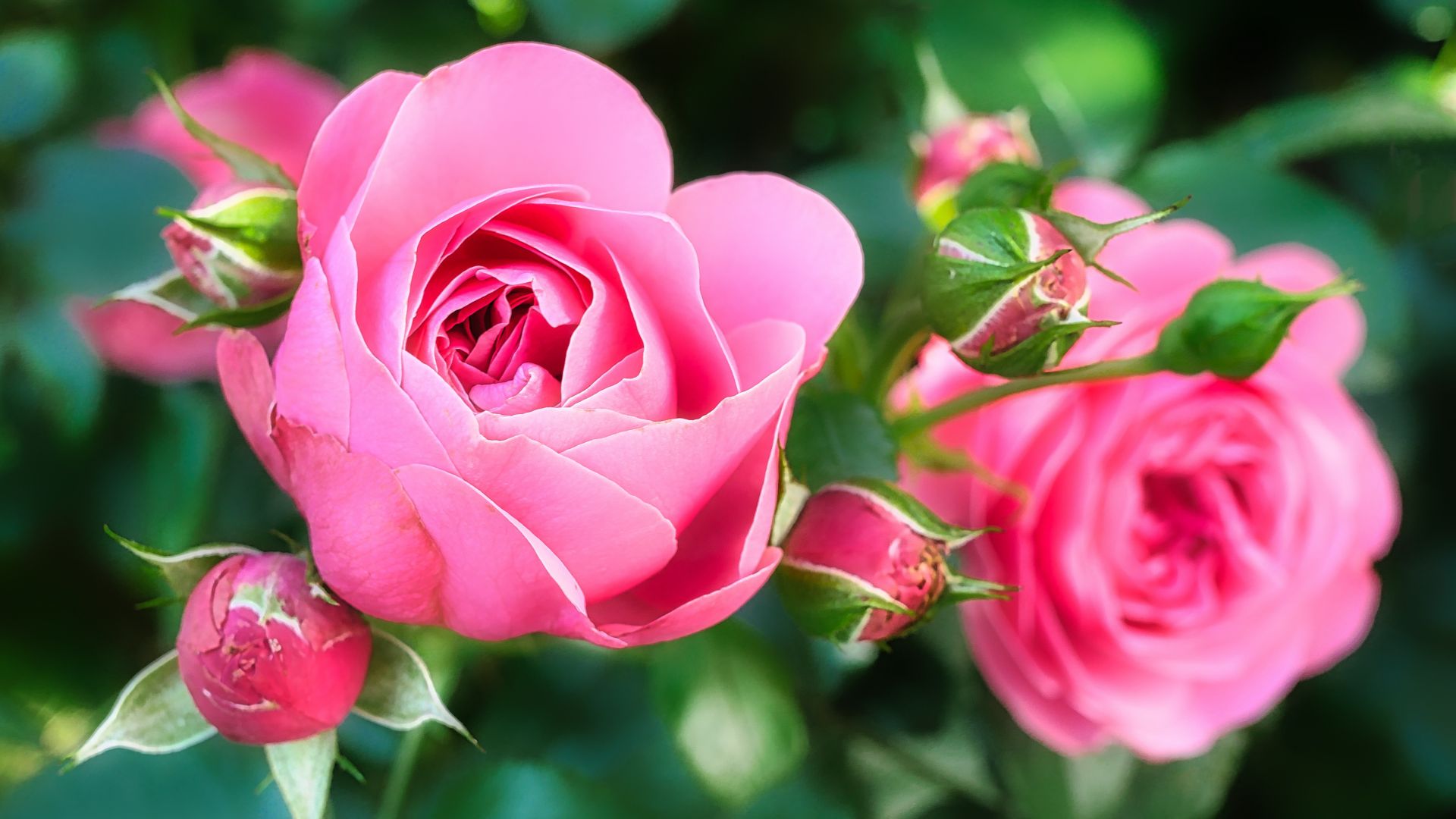 Роза, розовый, цветок, Rose, pink, flower, 5K (horizontal)