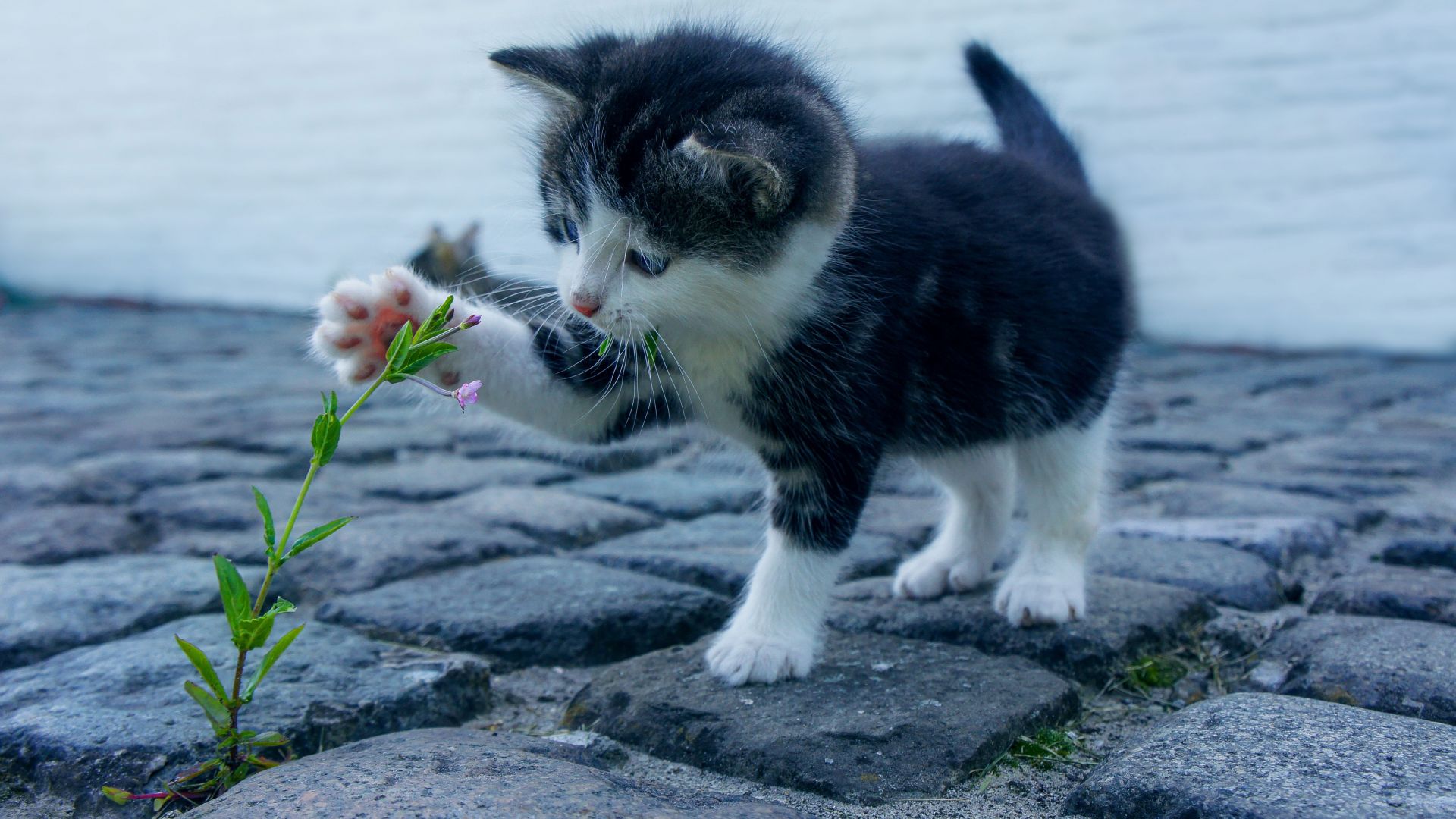 Котенок, цветок, Kitten, funny animals, flower, 4K (horizontal)