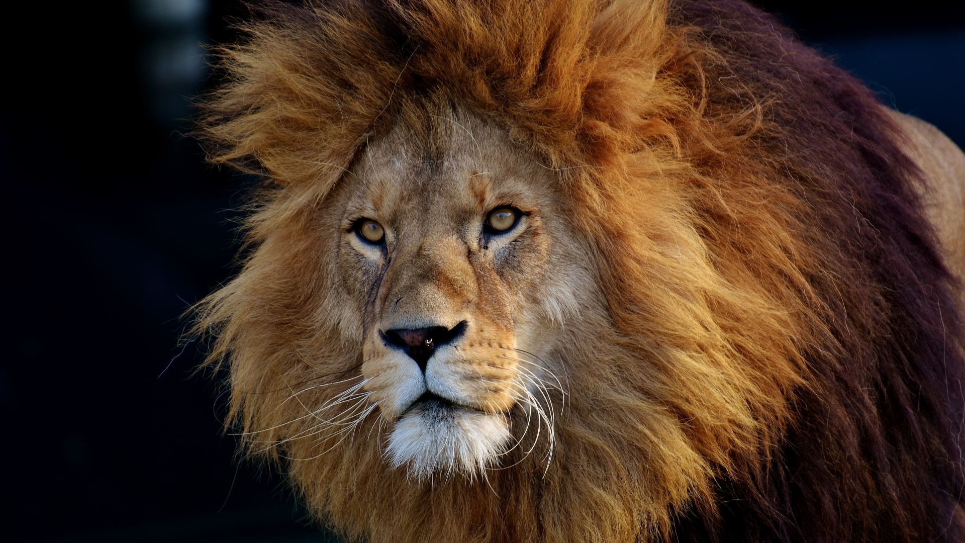 Лев, Lion, brown, 6K (horizontal)