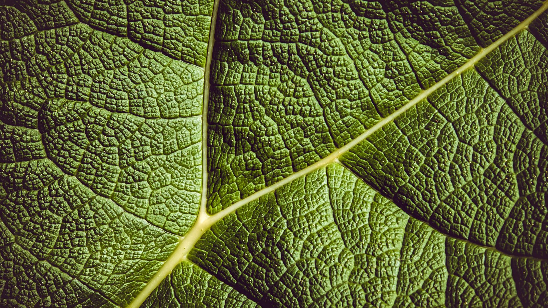 лист, зеленый, leaf, green, 5K (horizontal)