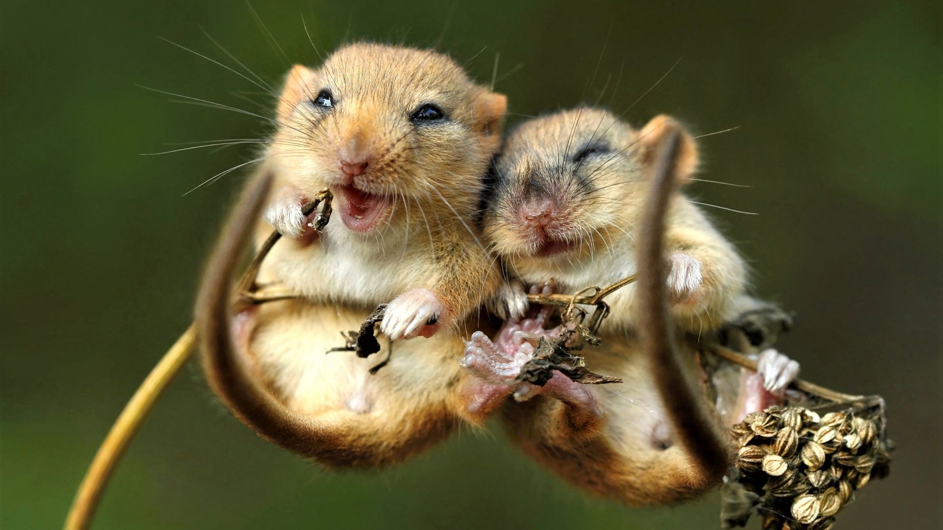 мышь, mouse, cute animals, 4K (horizontal)