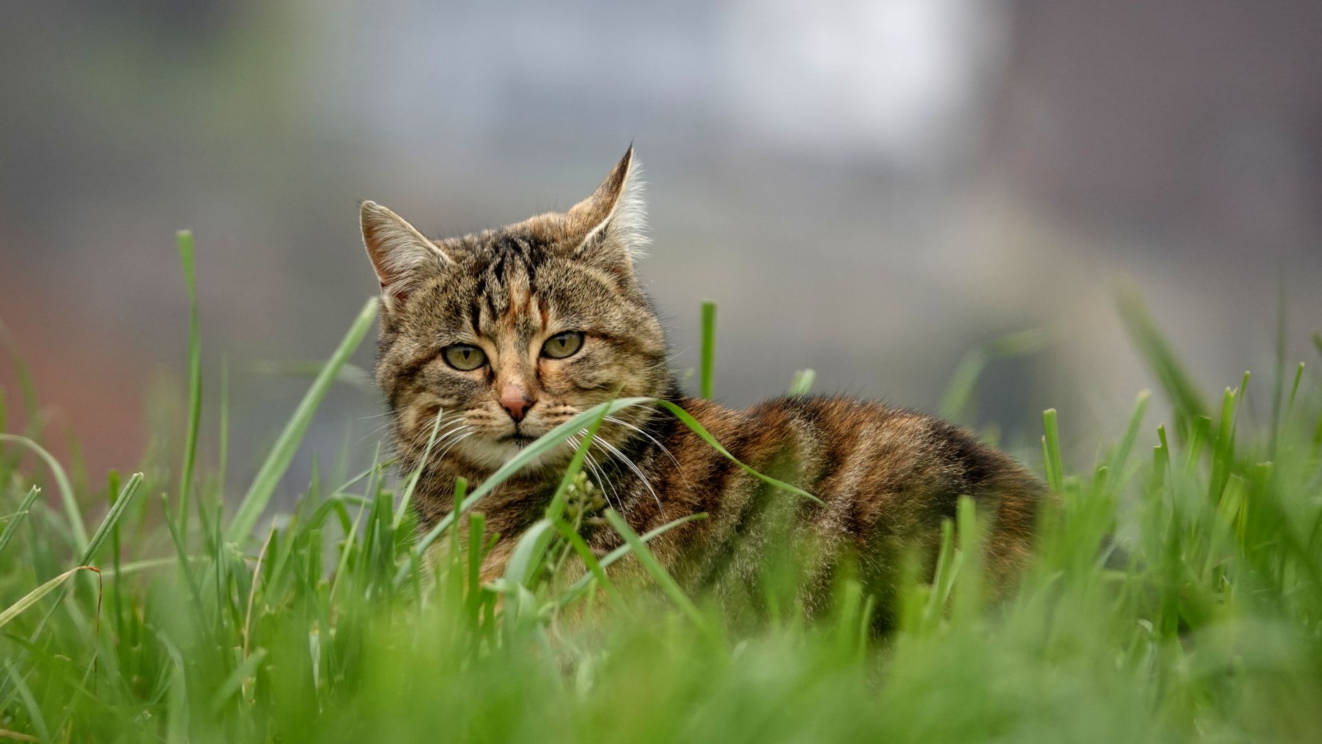 кот, трава, cat, grass, 5K (horizontal)