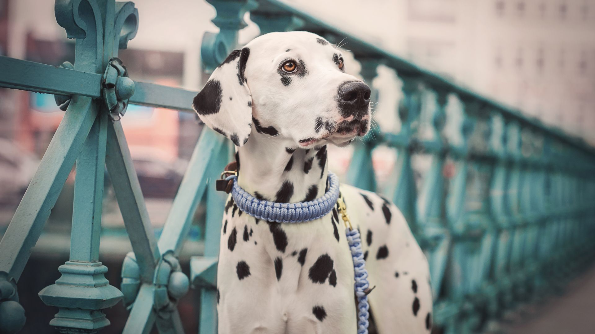 Далматин, собака, Dalmatian, dog, cute animals, 5K (horizontal)