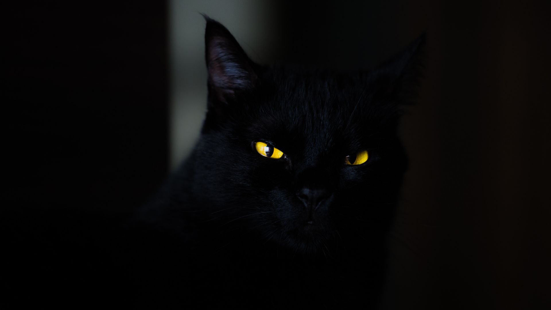 кот, глаза, cat, black, yellow, eyes, 4K (horizontal)