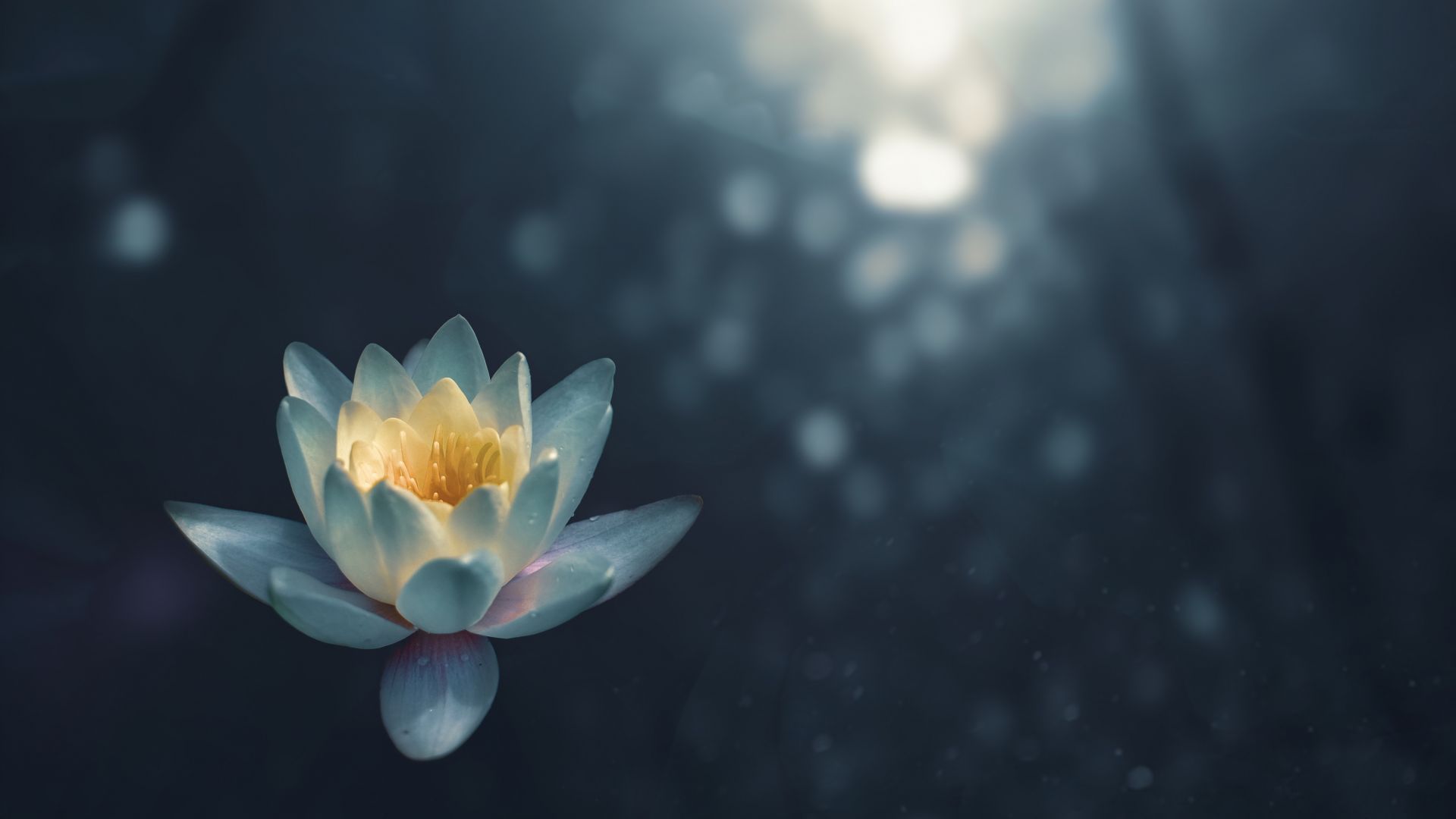 лилия, белый, цветок, lily, white, flower, 5K (horizontal)