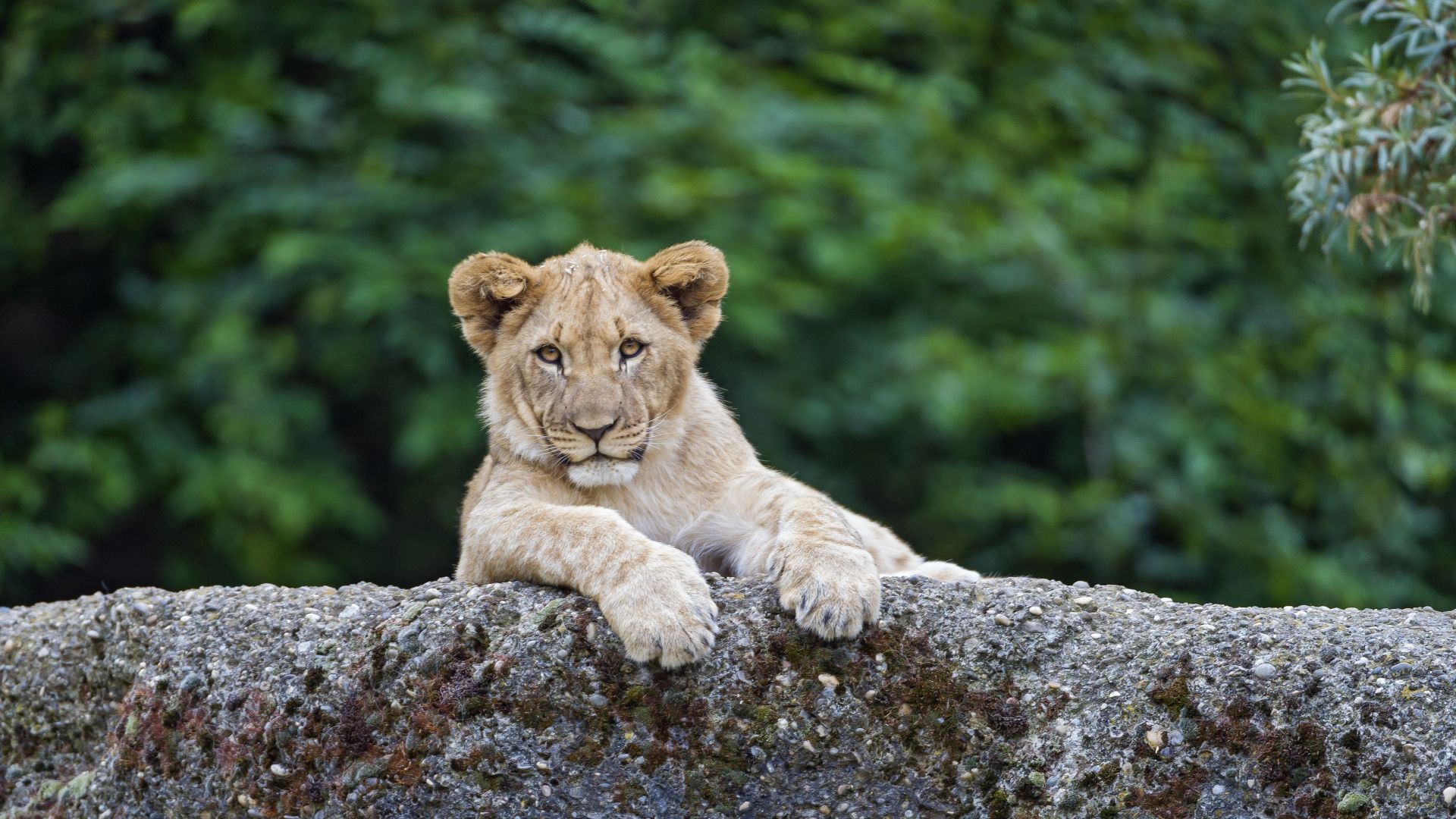 Львенок, lion, cute animals, 4K (horizontal)