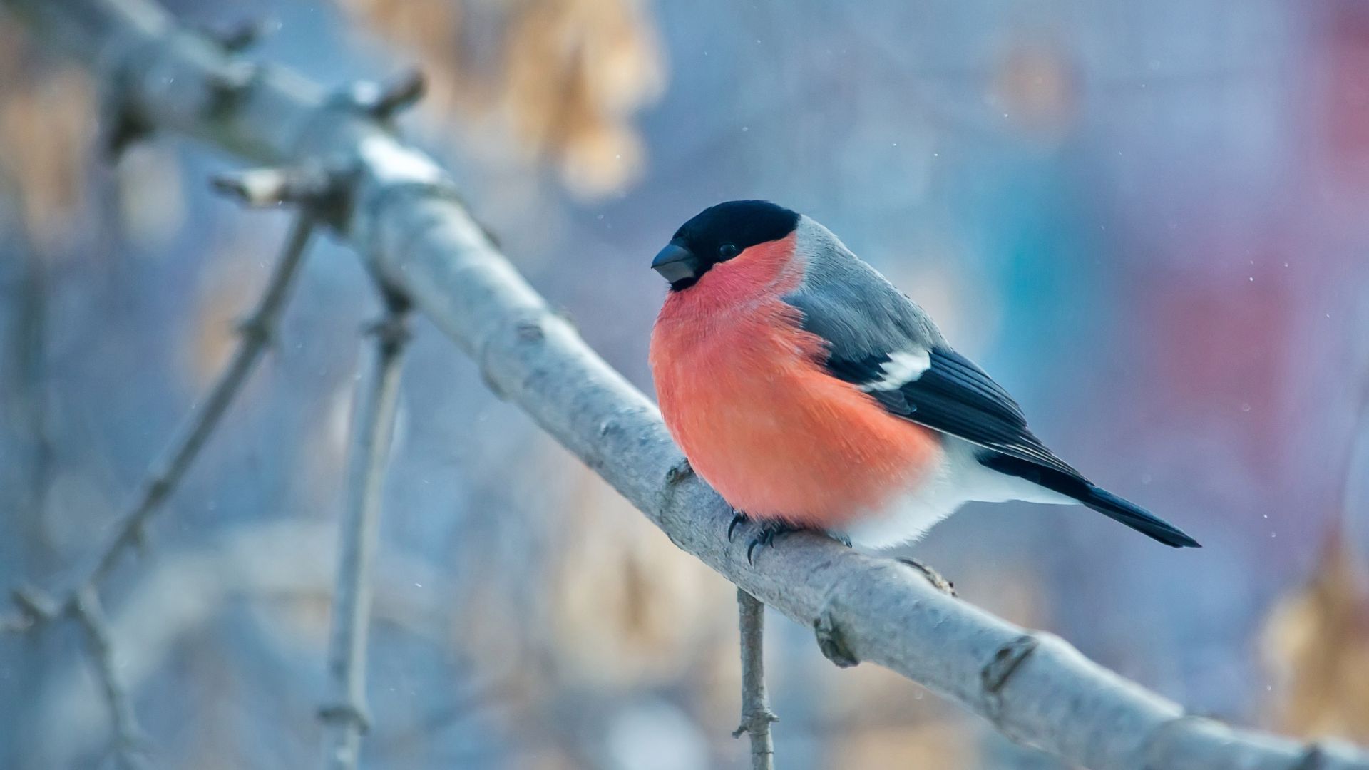 снегирь, bullfinch, bird, orange, 4K (horizontal)