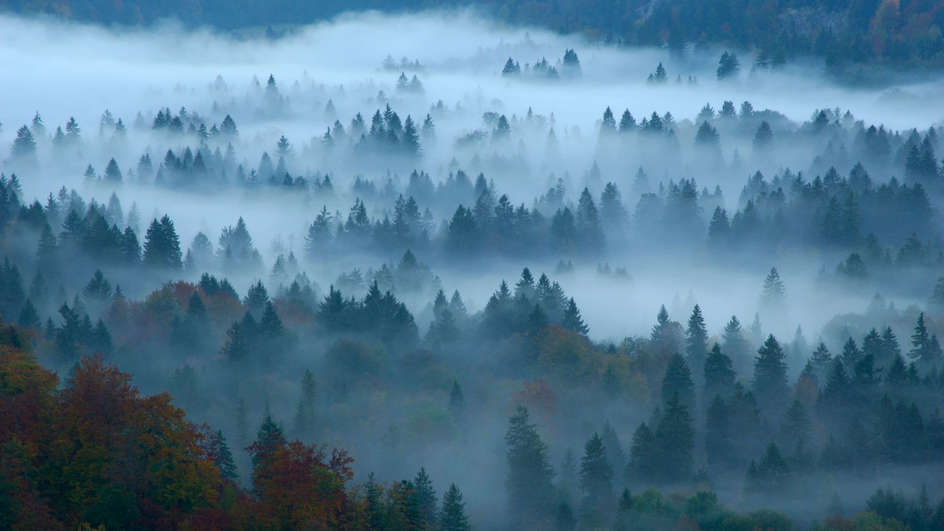 дымка, туман, лес, fog, forest, Bing, Microsoft, 4K (horizontal)
