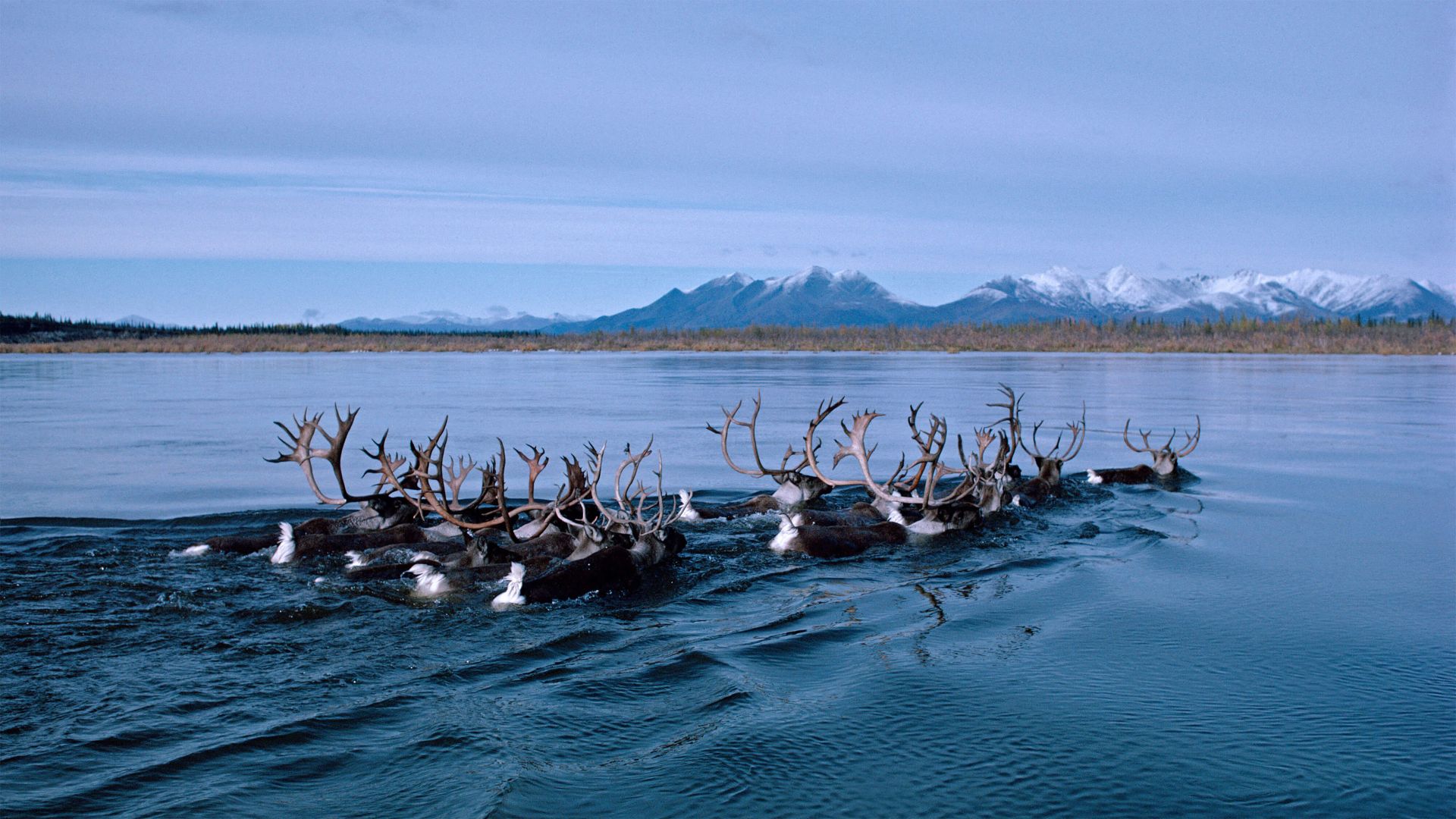 Аляска, олень, deer, Alaska, Kobuk River, Bing, Microsoft, 4K (horizontal)