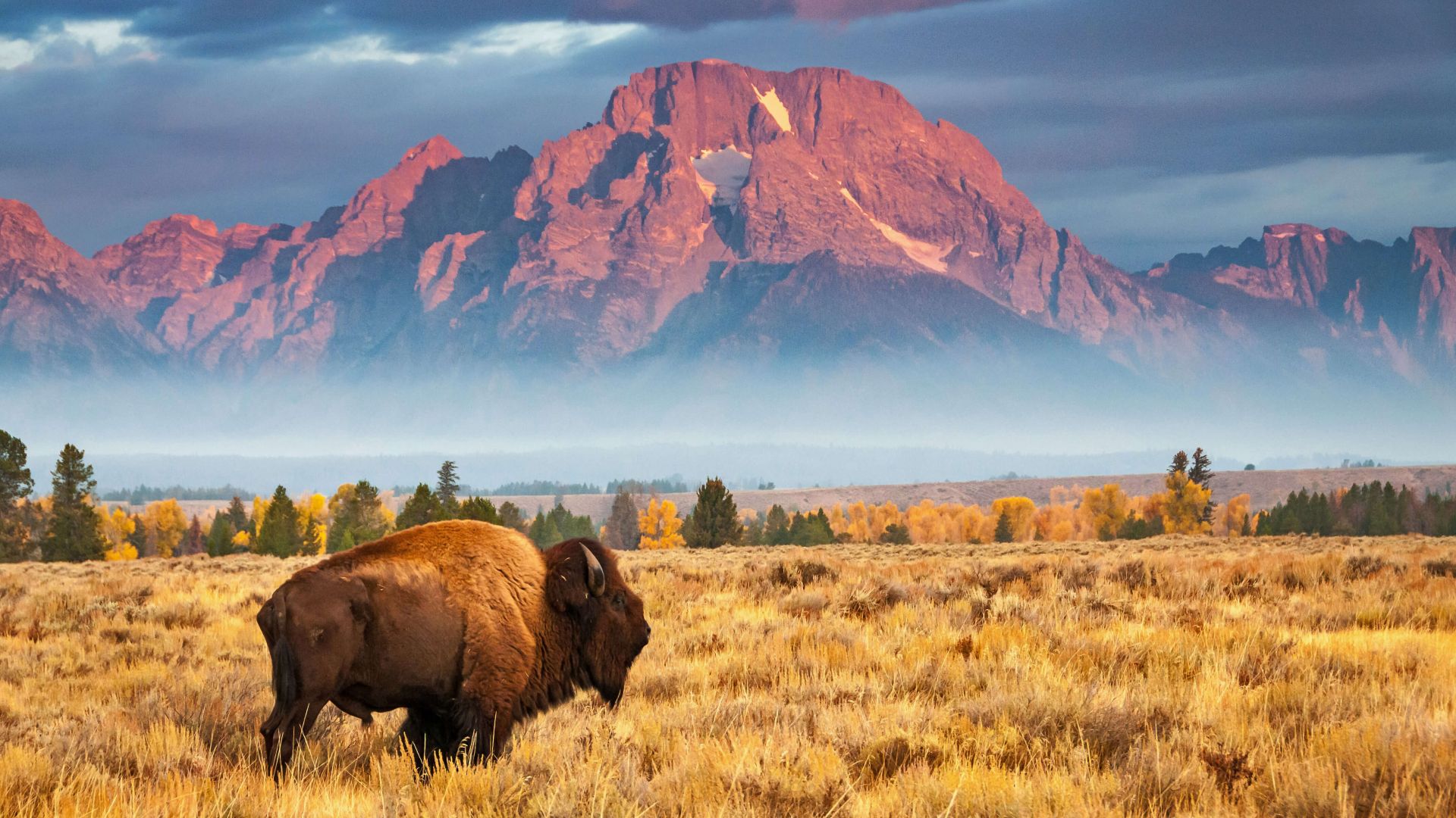 Бизон, bison, Grand Teton National Park, Wyoming, USA, Bing, Microsoft, 4K (horizontal)